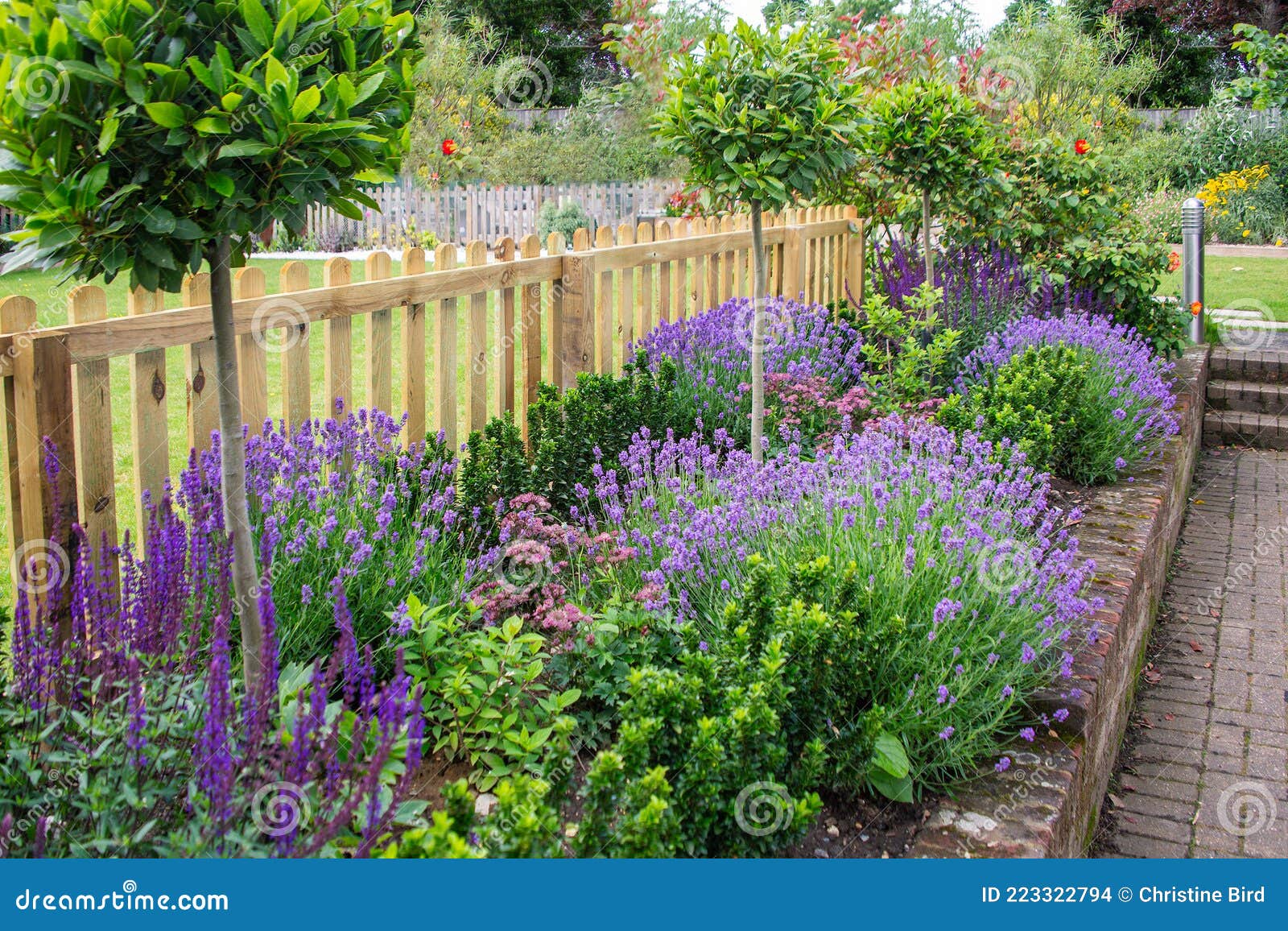 Transparant Vervelend naaimachine Purple Lavender and Salvia among Other Plants in an Attractive Border in a  Garden Framed by a Picket Fence Stock Photo - Image of green, flower:  223322794