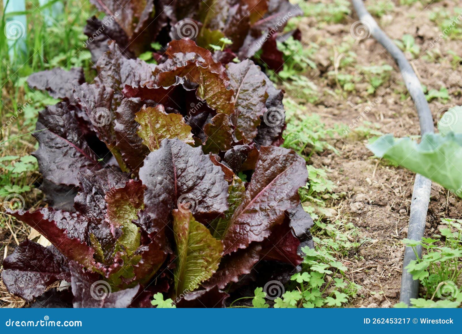 purple leaf lettuce from the agroecological garden