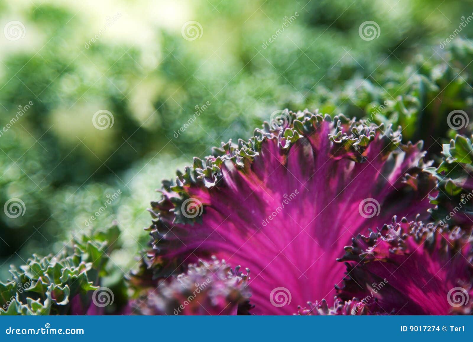 Purple Lettuce stock photo. Image of garden, farming, healthy 9017274