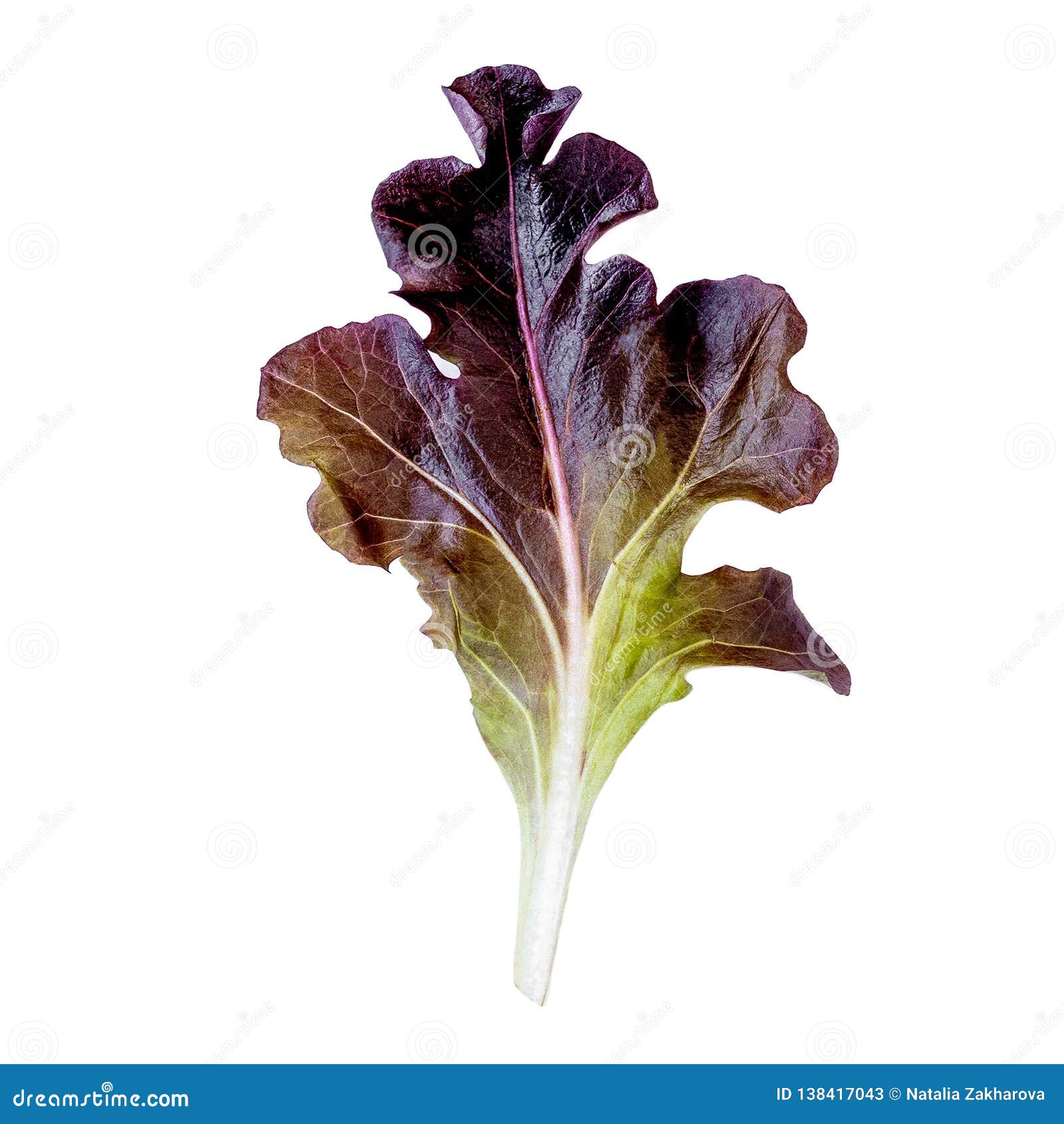 Purple Lettuce Leaf Isolated on White Background. Red Oakleaf Lettuce