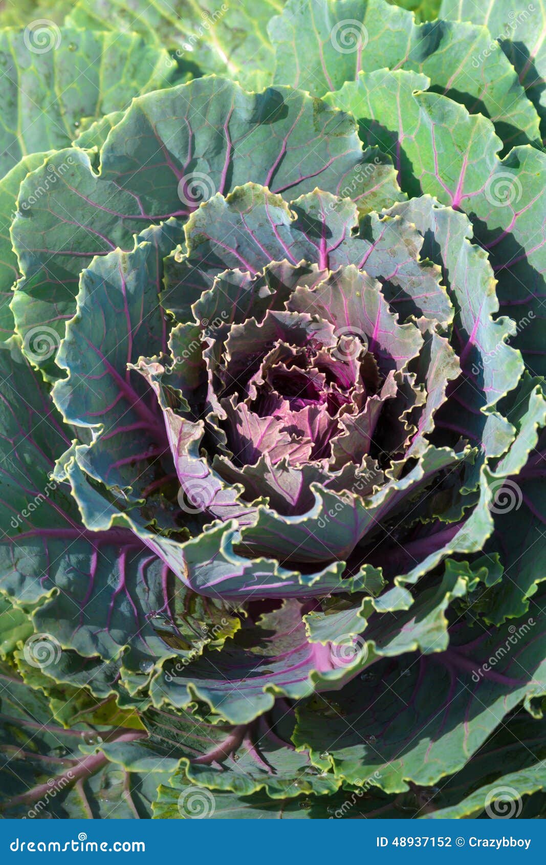 Purple lettuce stock photo. Image of crop, decorative 48937152