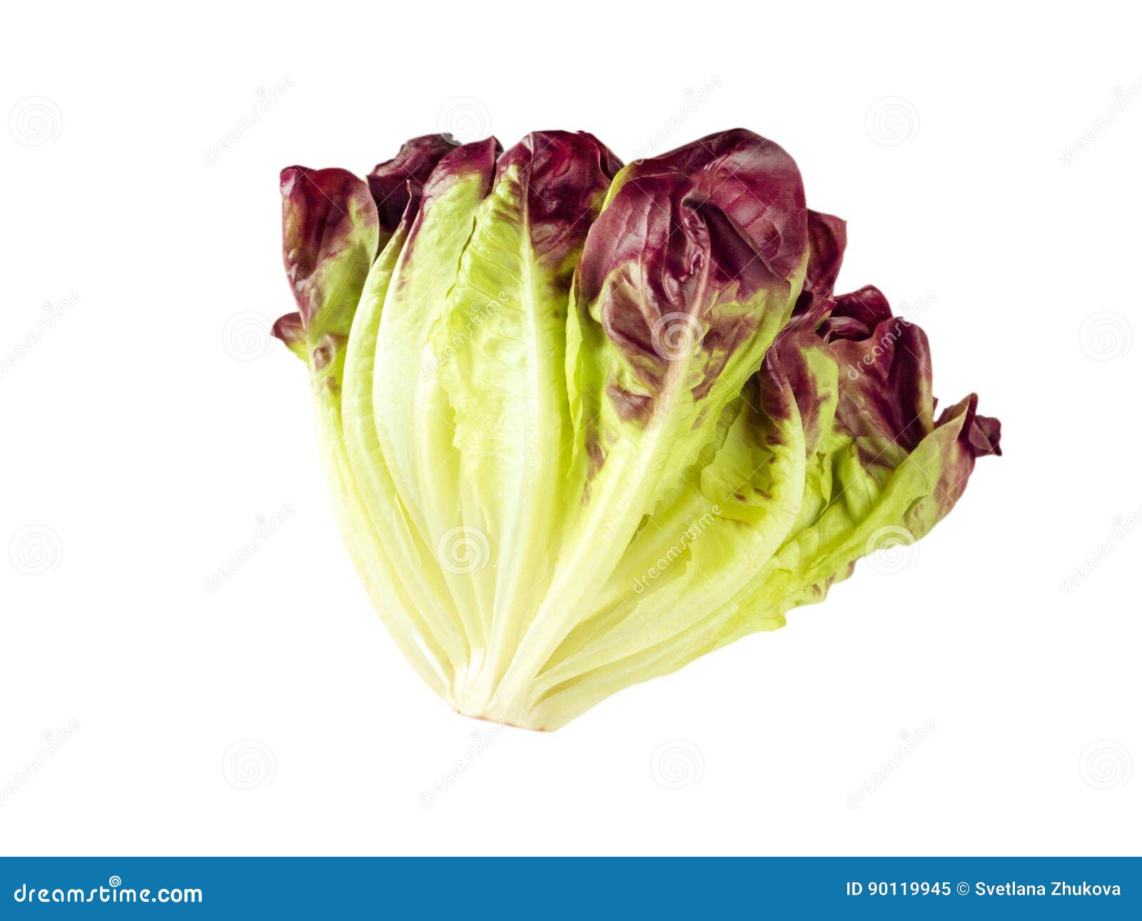 Purple lettuce salad head stock image. Image of summer 90119945