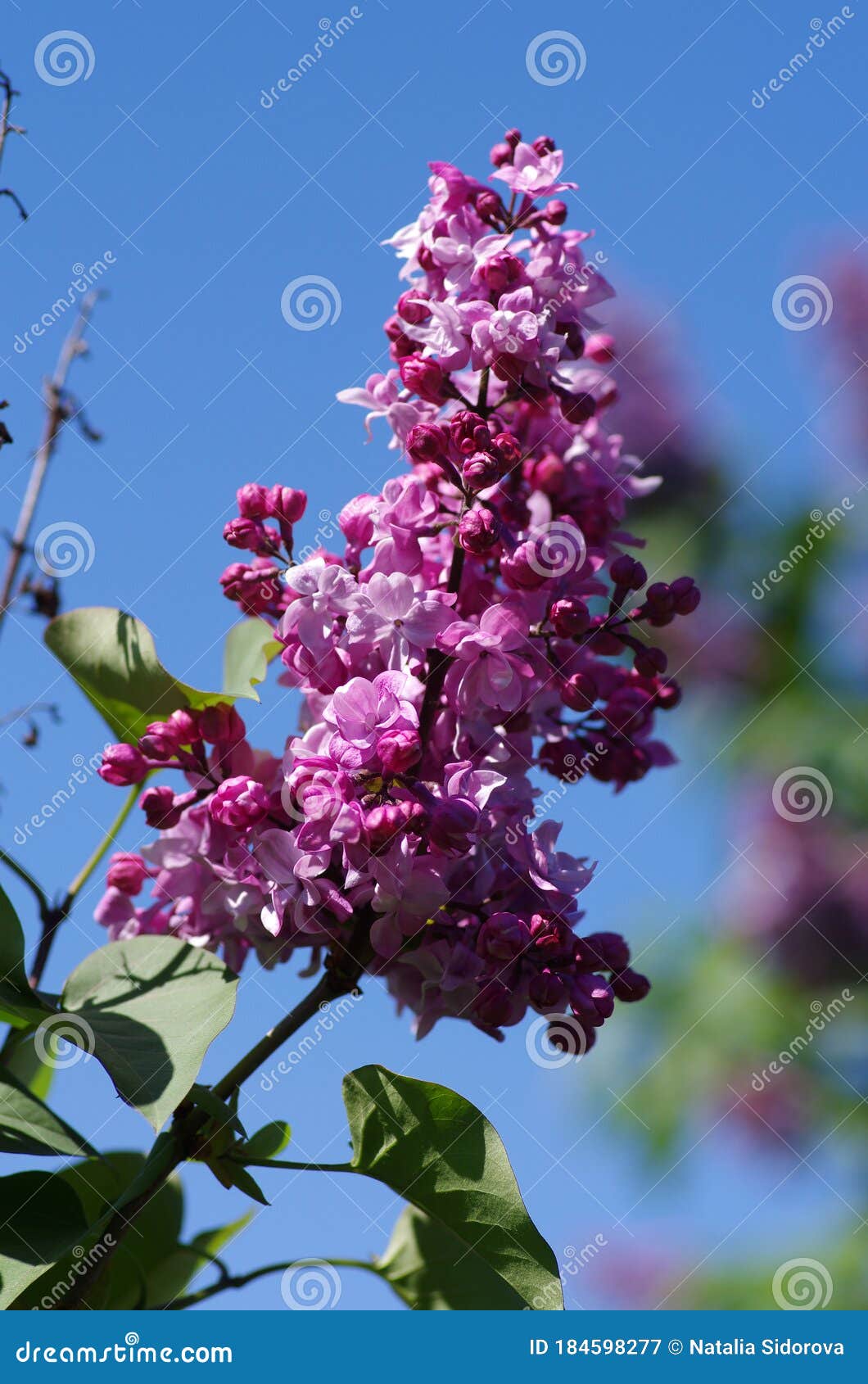 Purple Lilac Bush Blooming in May Day Stock Image Image of leaves