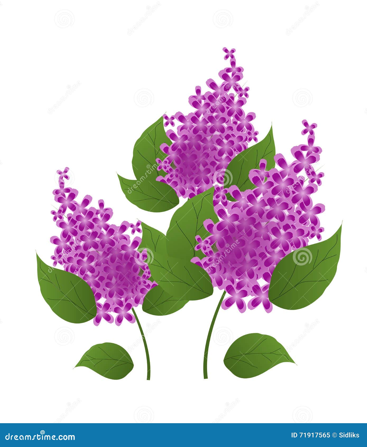Lilac Cartoon Stock Illustrations – 5,780 Lilac Cartoon Stock ...