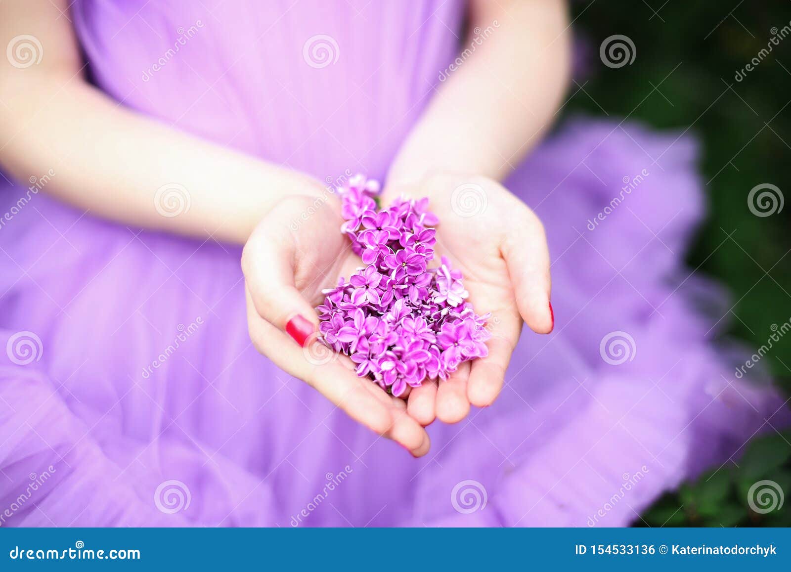 Purple Lilac on the Palm of a Man, Soft Focus. Summer Fragrant Lilac ...