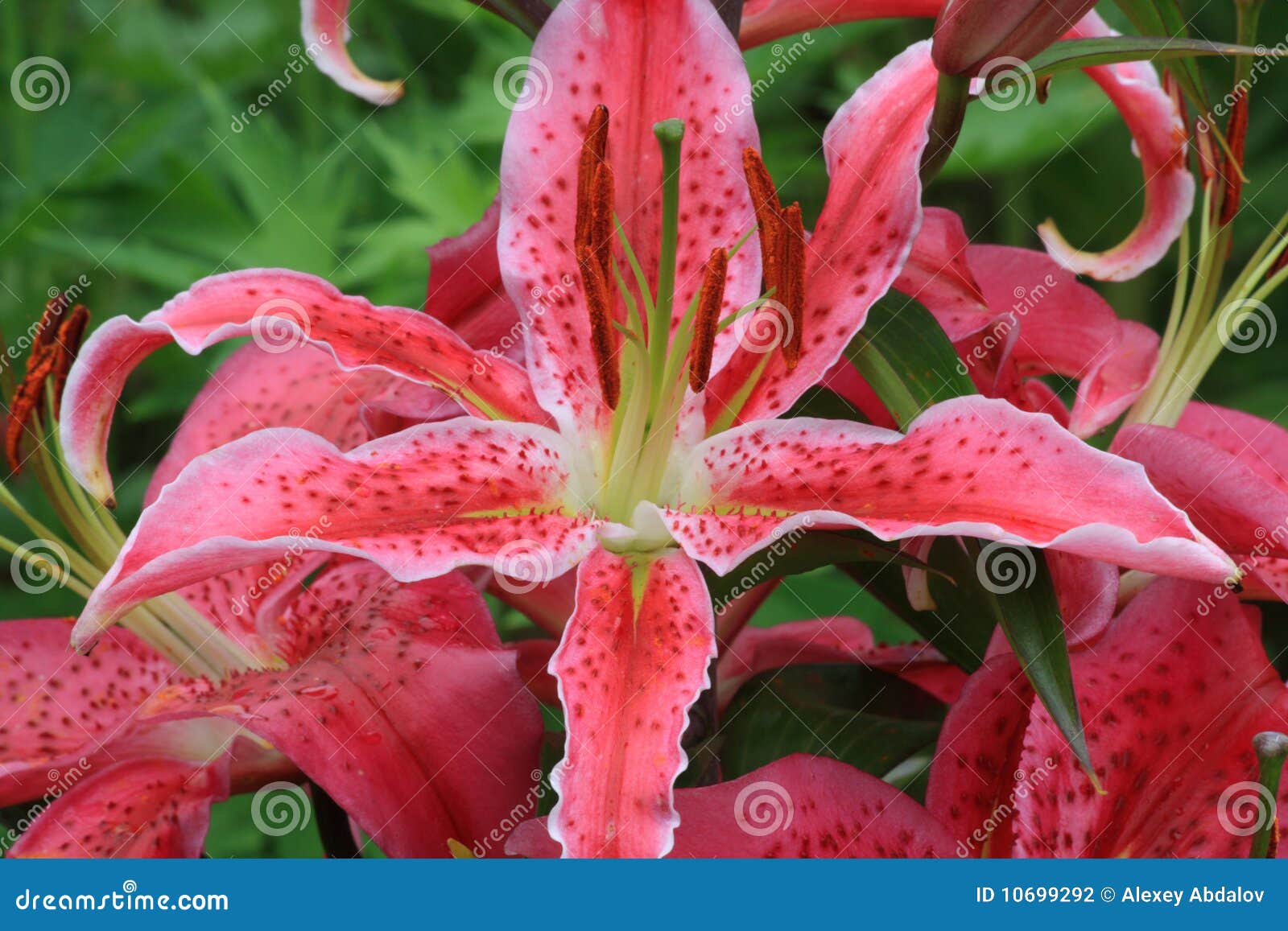 Purple lily flower stock photo. Image of purple, close 10699292
