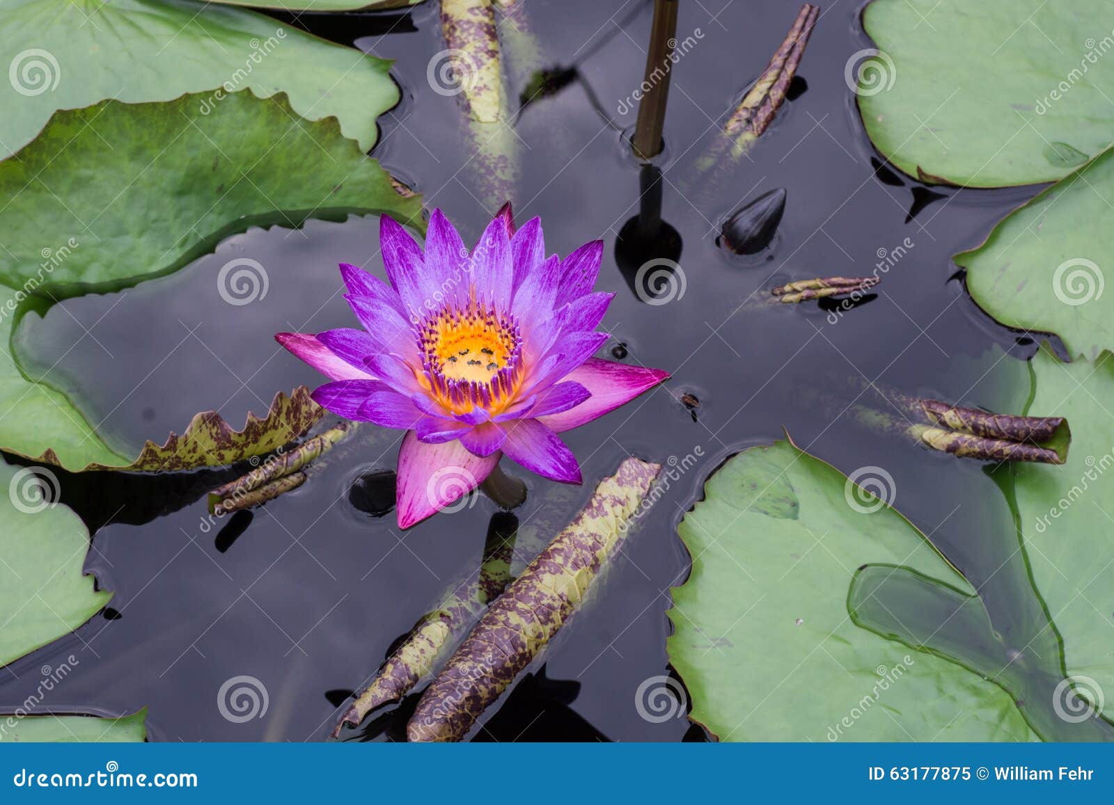 Purple Lily stock image. Image of dying, morning, cool 63177875