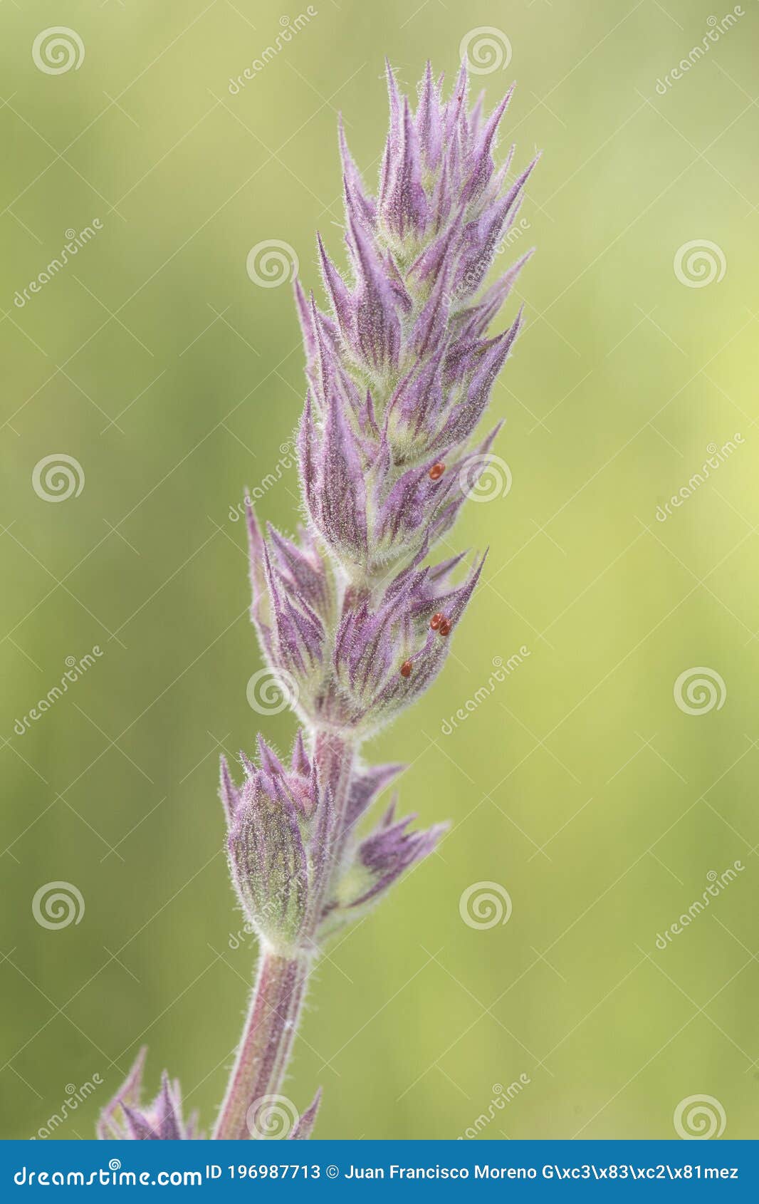 purple lipped herringbone on a uniform deep green background with artificial flash lighting