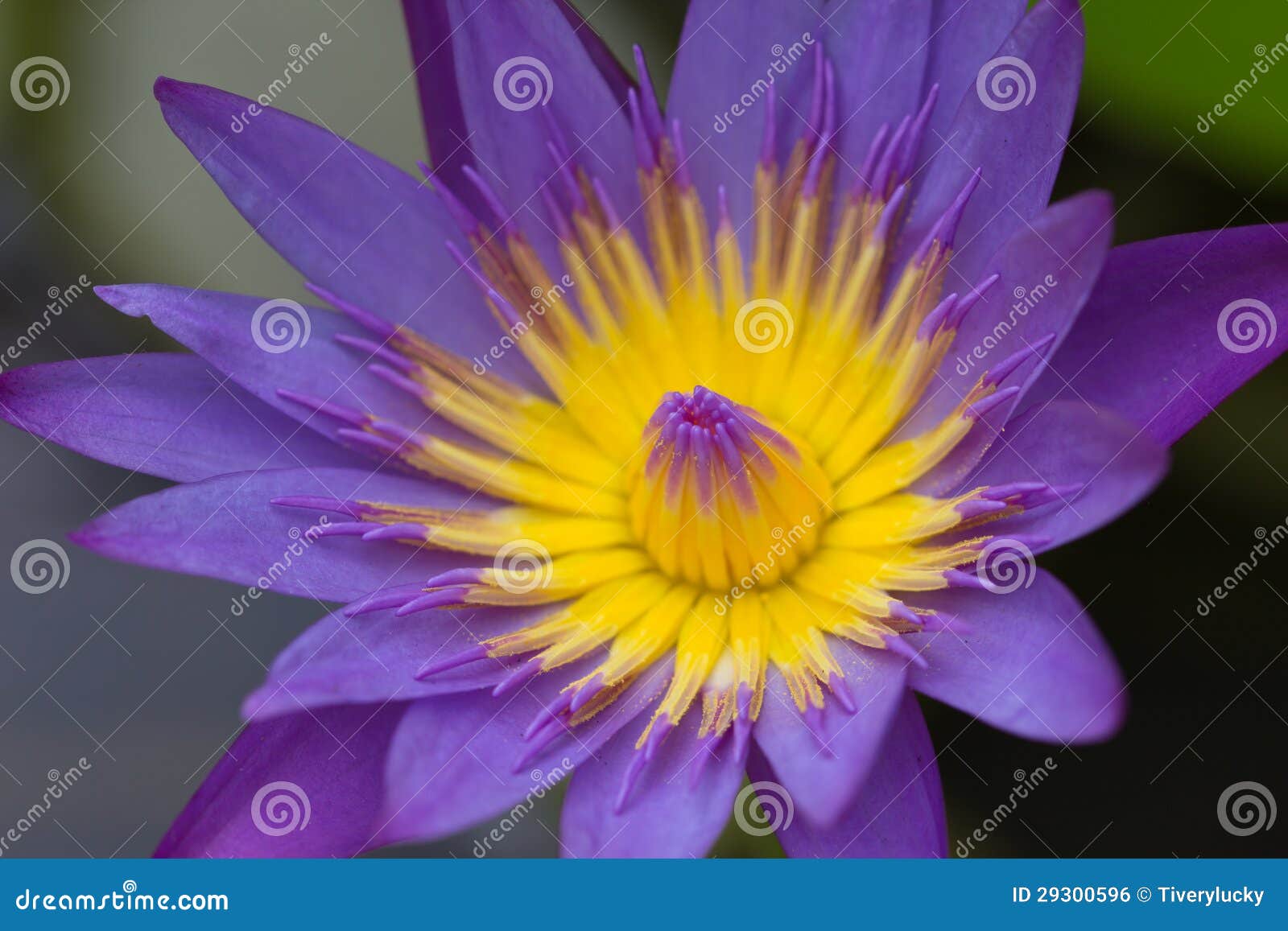 Purple lotus. stock photo. Image of environment, float 29300596