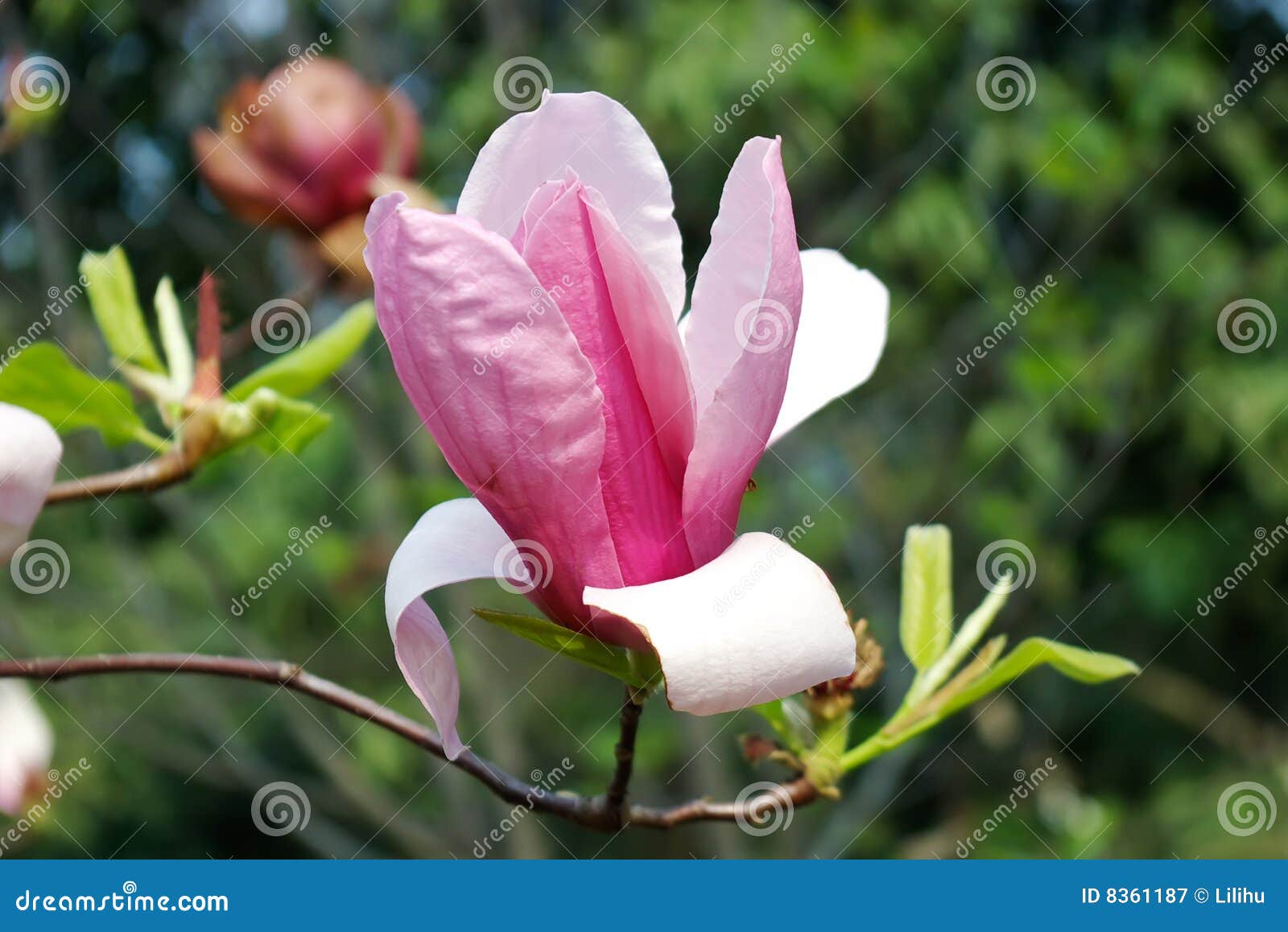 Purple magnolia stock image. Image of opening, spring - 8361187