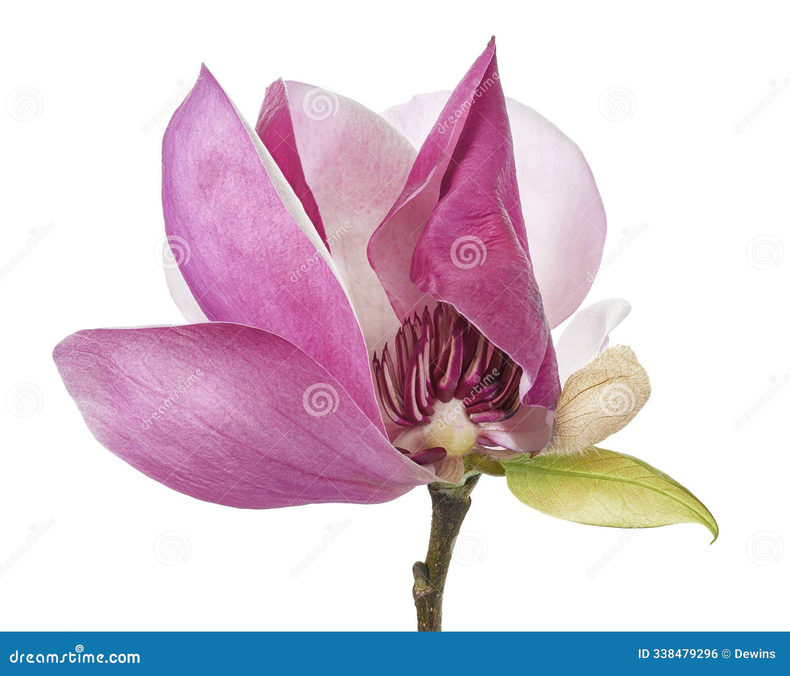 purple magnolia flower, magnolia felix  on white background, with clipping path