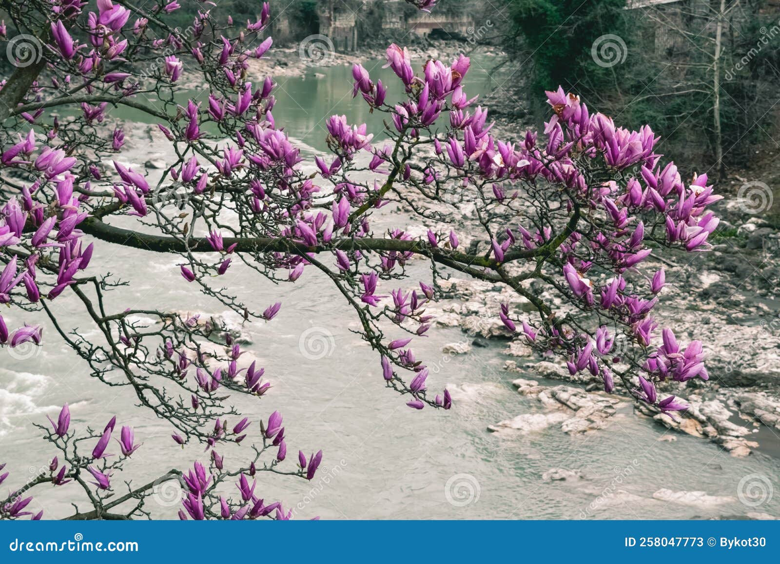 Purple Magnolia Flowers Near the River. Spring Flowering Stock Image