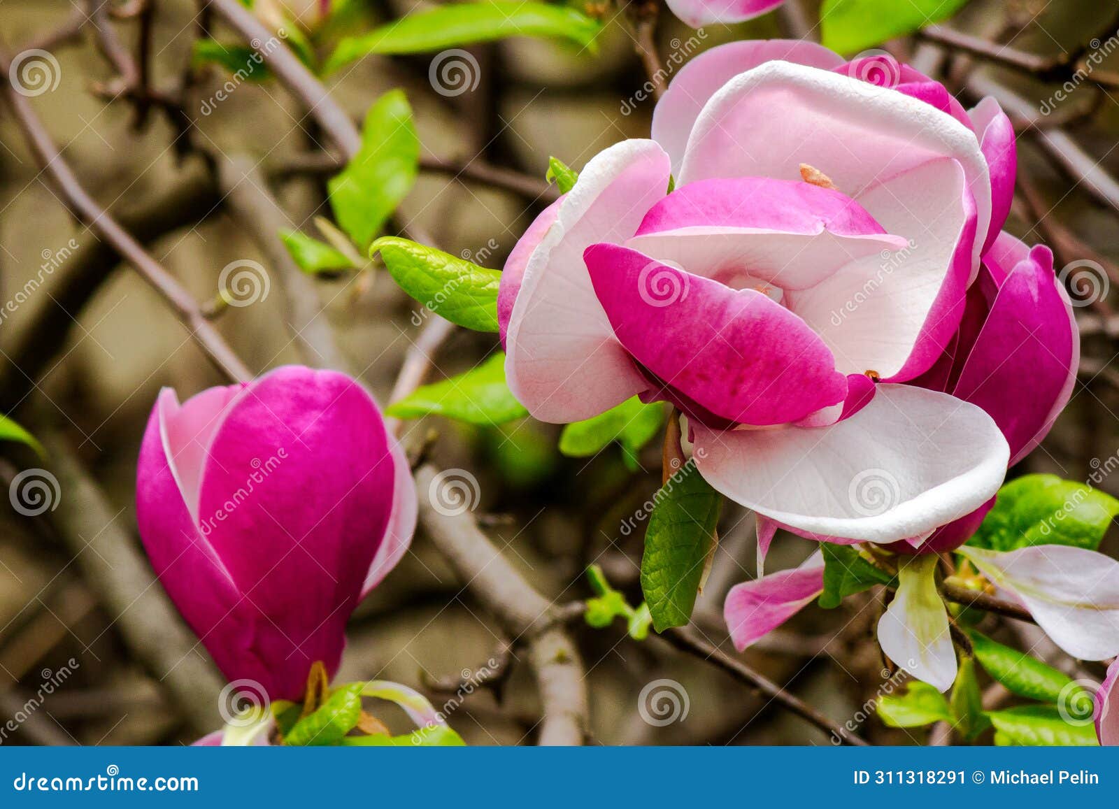 purple magnolia liliiflora in full bloom