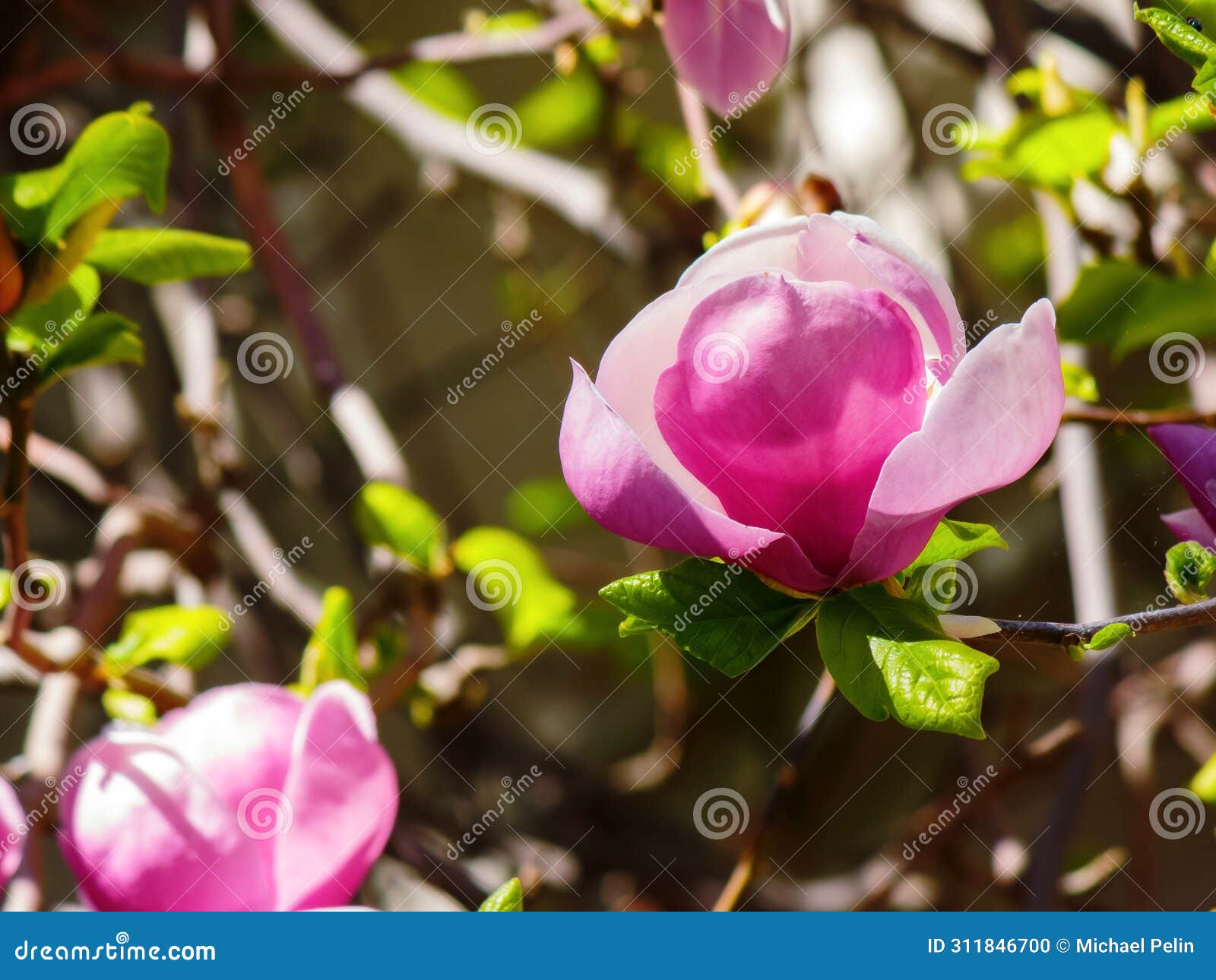 purple magnolia liliiflora in full bloom