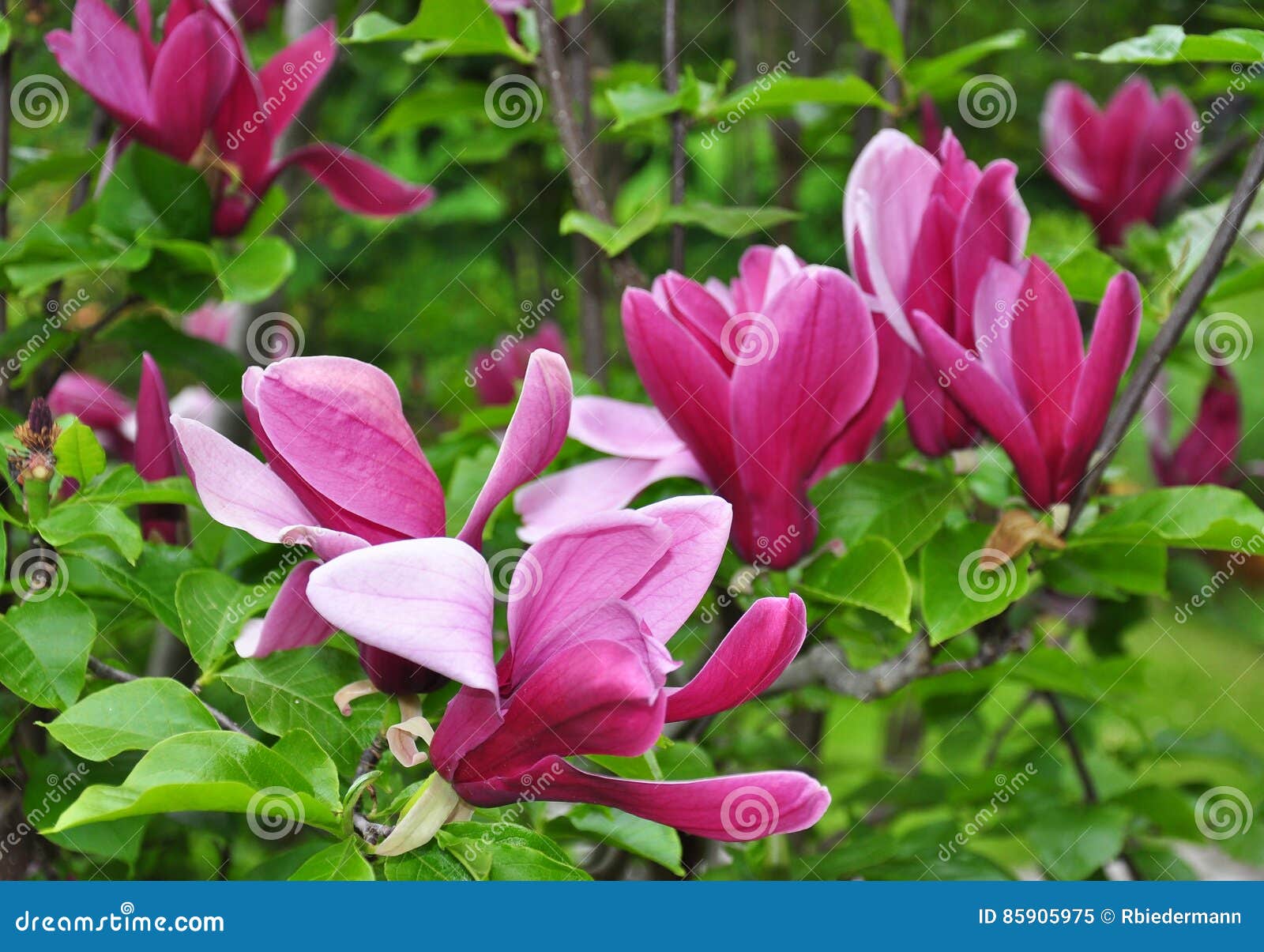 purple magnolia magnolia liliiflora