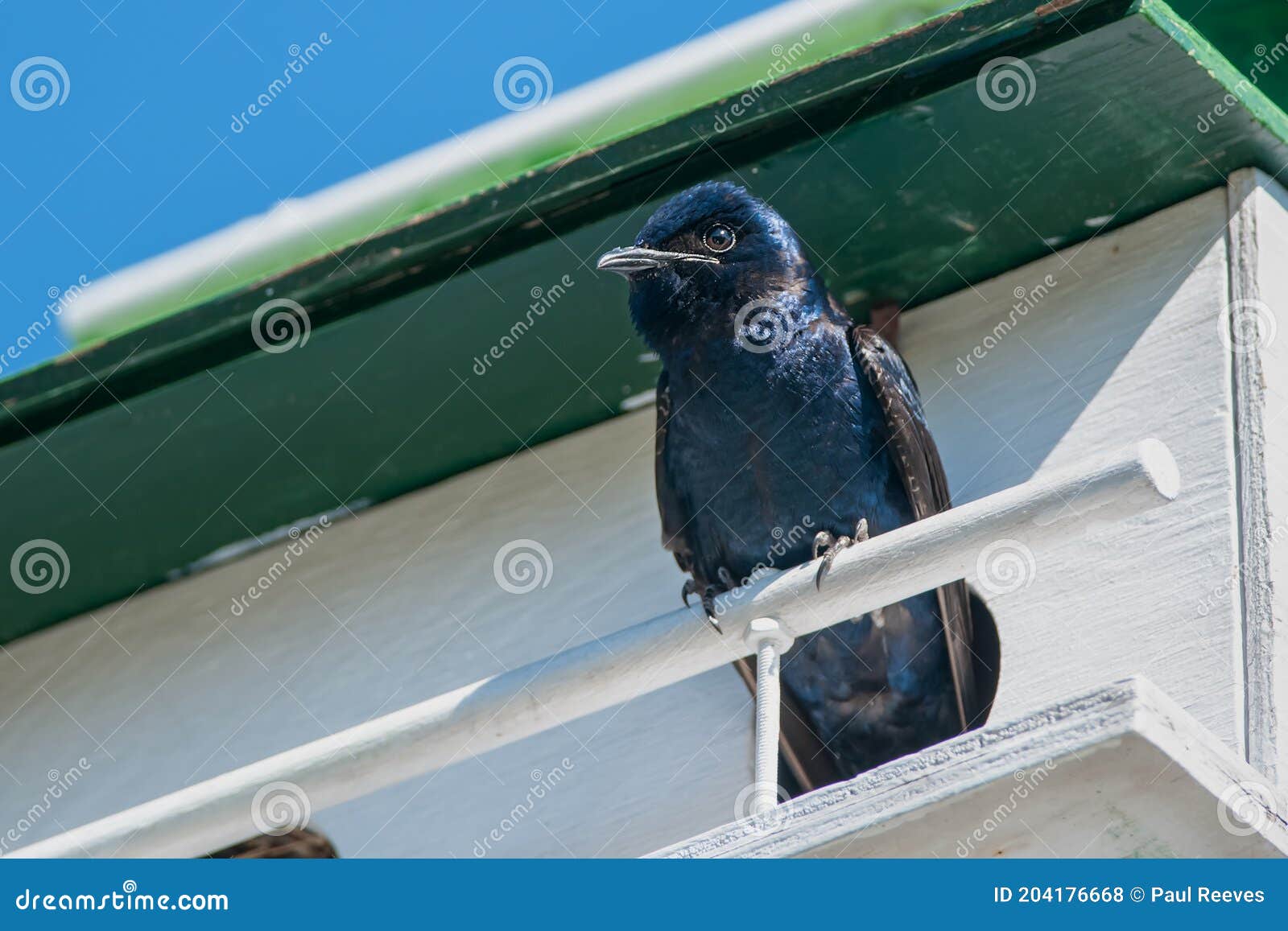 purple martin - progne subis