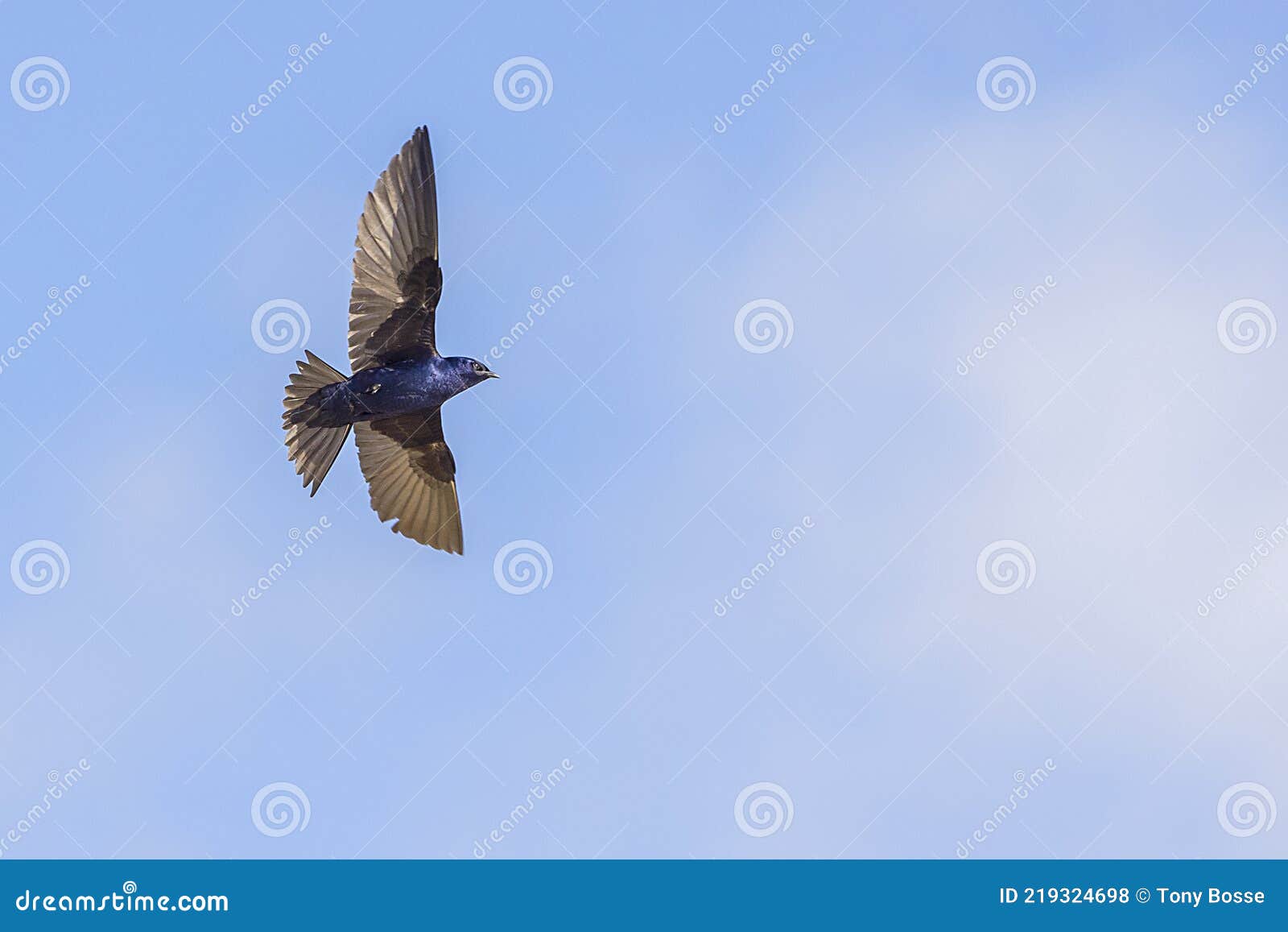 purple martin swallow in flight with wingspan