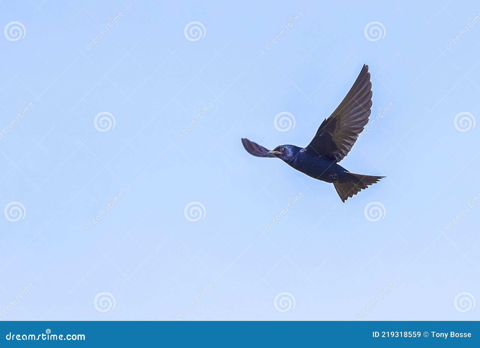 purple martin swallow in flight, wingspan