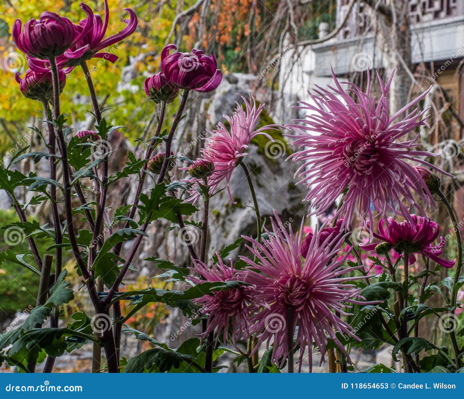 Purple Mauve Rose Spider Chrysanthemums in Chinese Garden Stock Image -  Image of green, autumn: 118654653