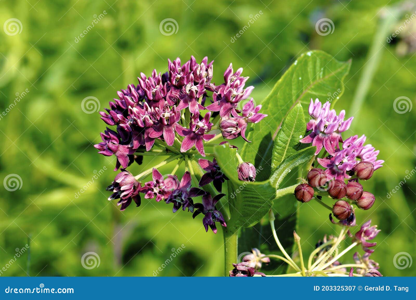 purple milkweed    604615