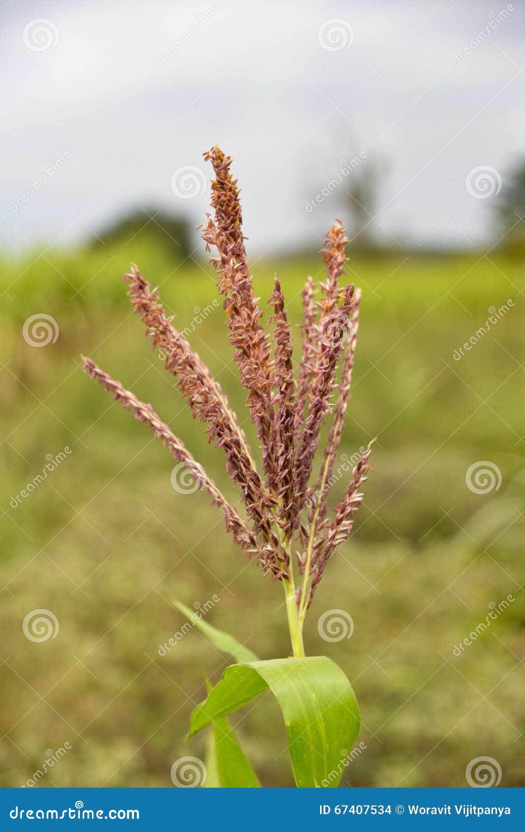 Purple Millet Flowers stock photo. Image of green, heat 67407534