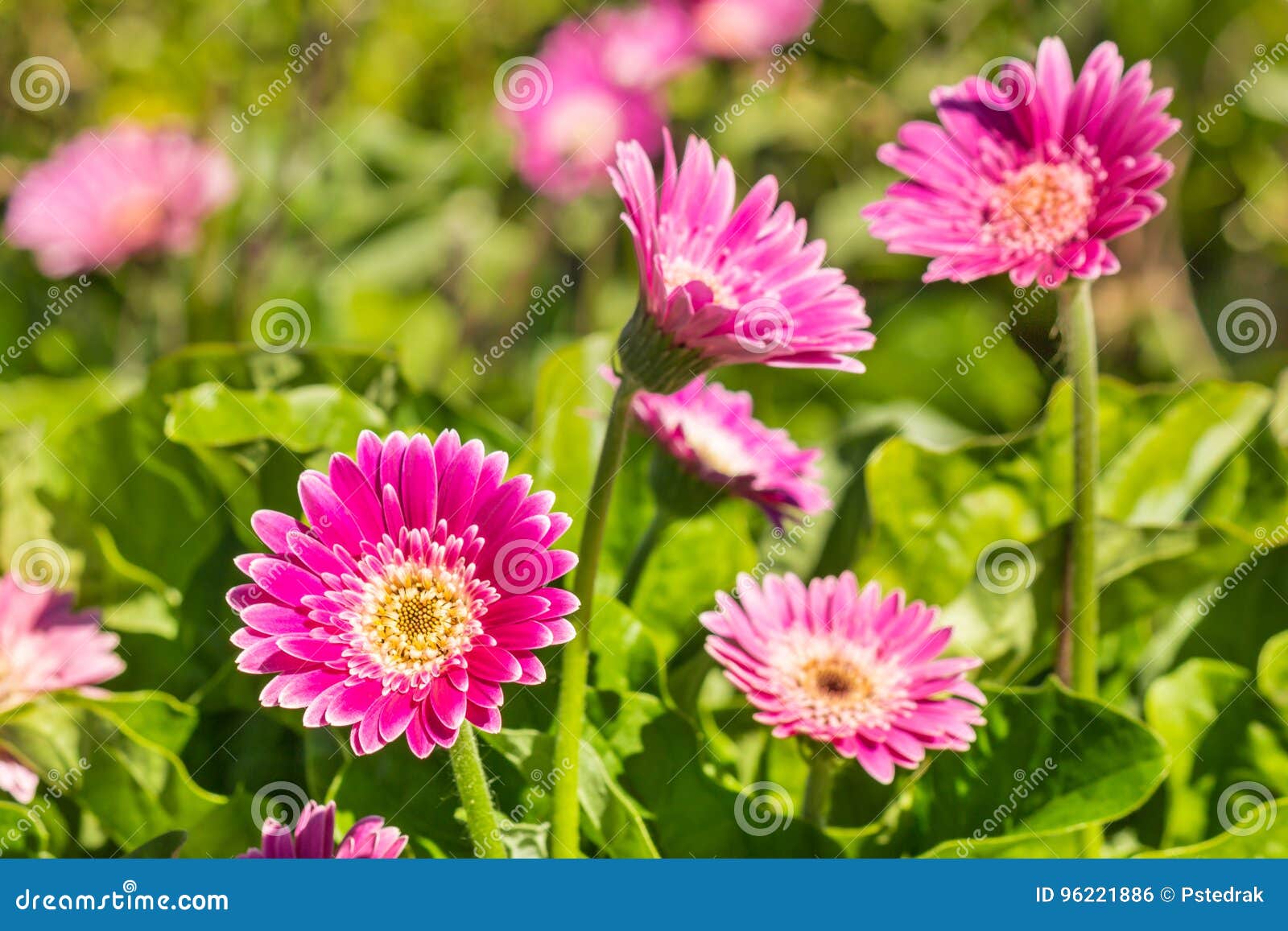 Purple Mini Gerbera Daisies Growing in Garden Stock Photo Image of daisy, hybrid 96221886