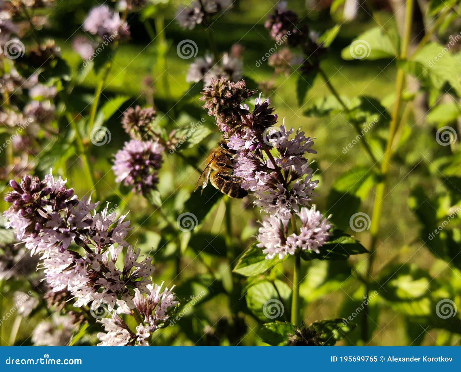 Purple Mint Flowers and a Bee. Stock Image Image of blooming, insect