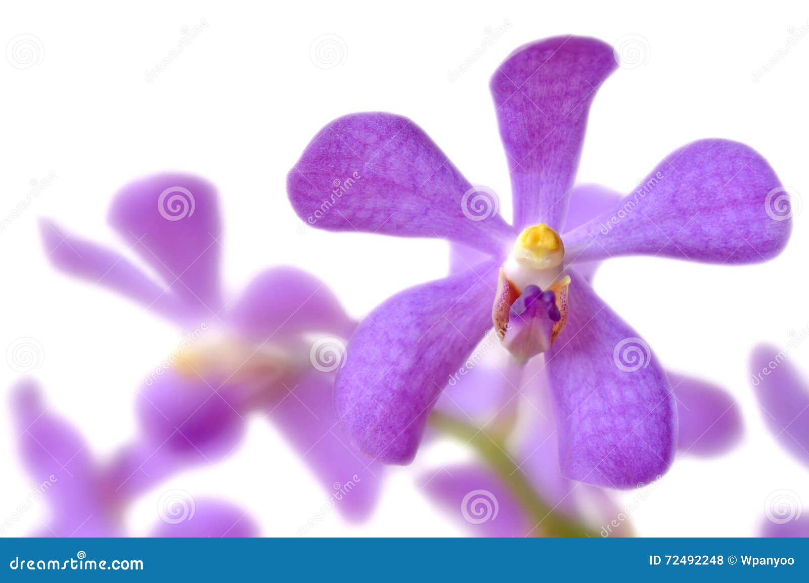 Purple mokara orchid stock photo. Image of flowering 72492248