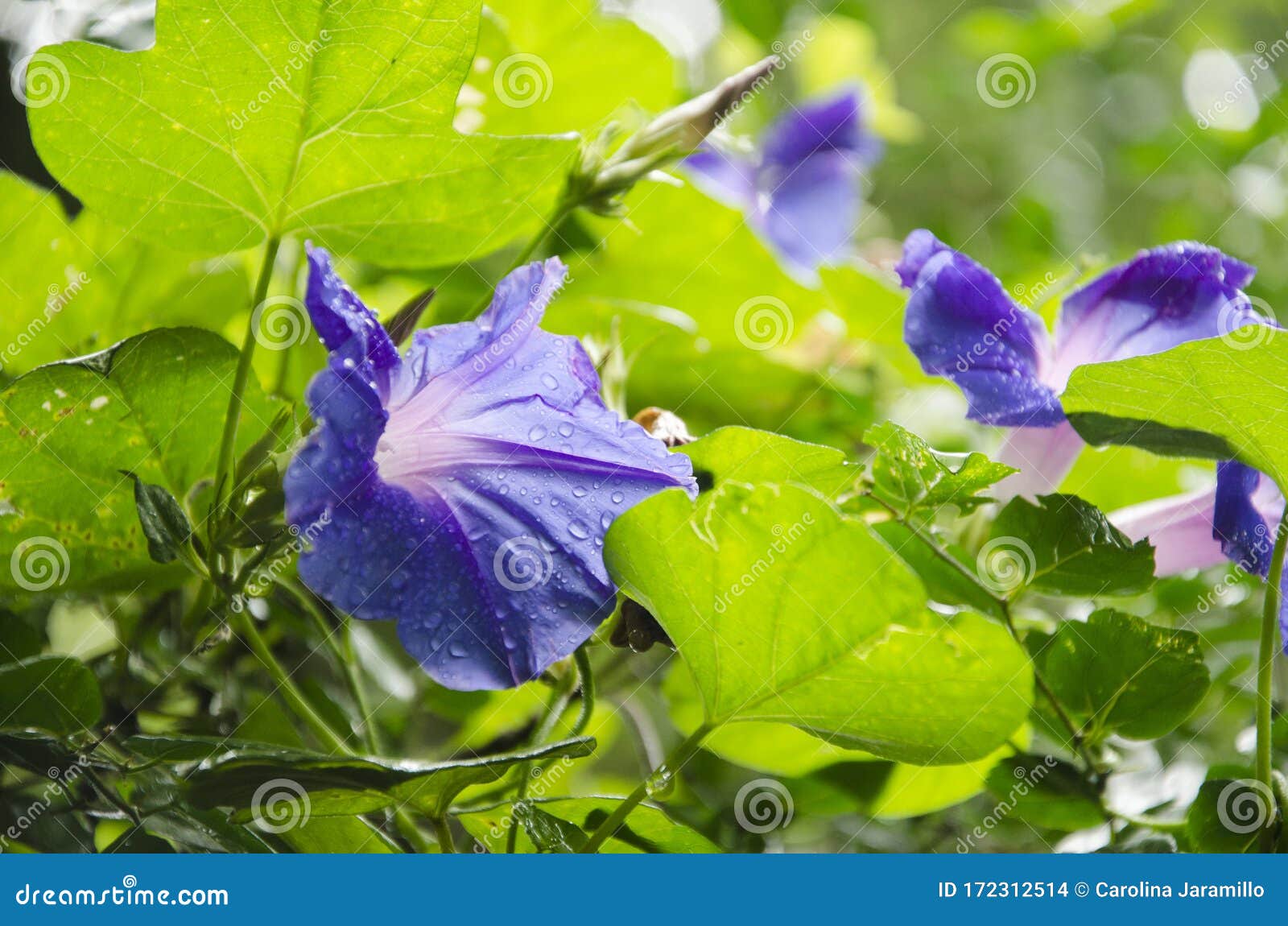 purple morning glory, turbina corymbosa, with water drops