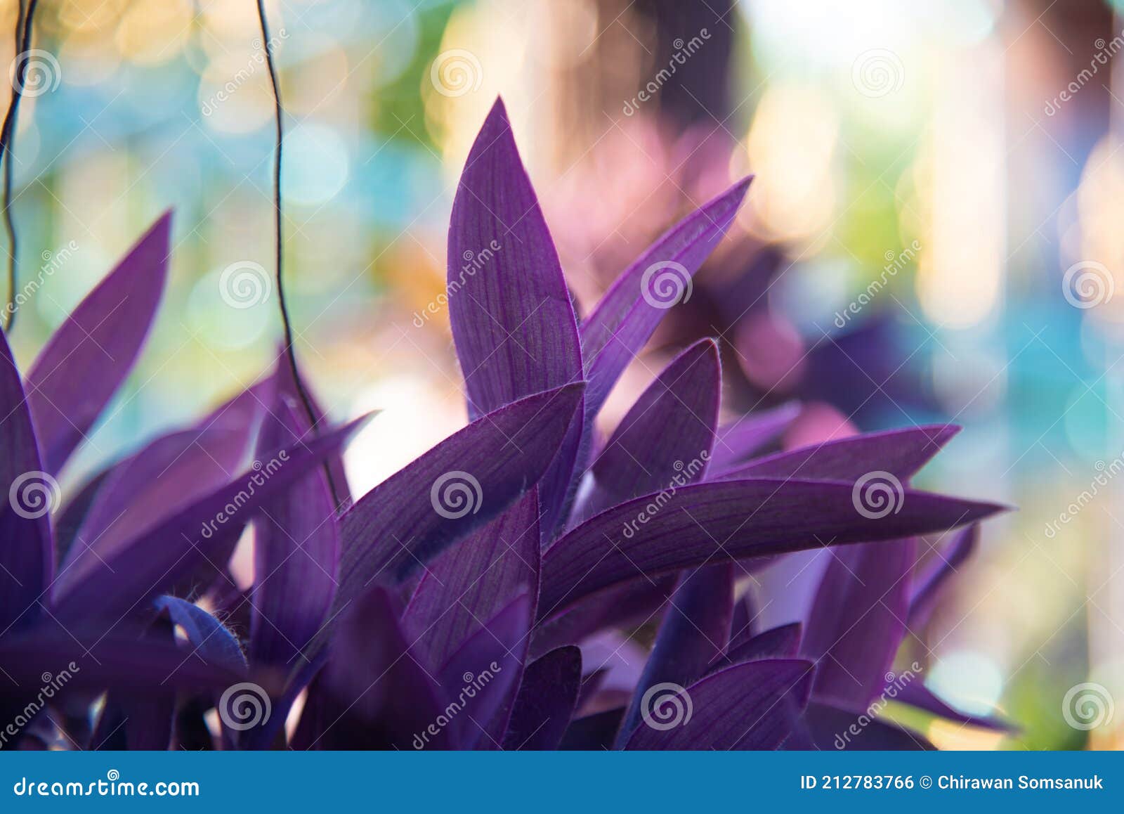 Purple Mosesinthecradle Plants Stock Photo Image of herb, foliage