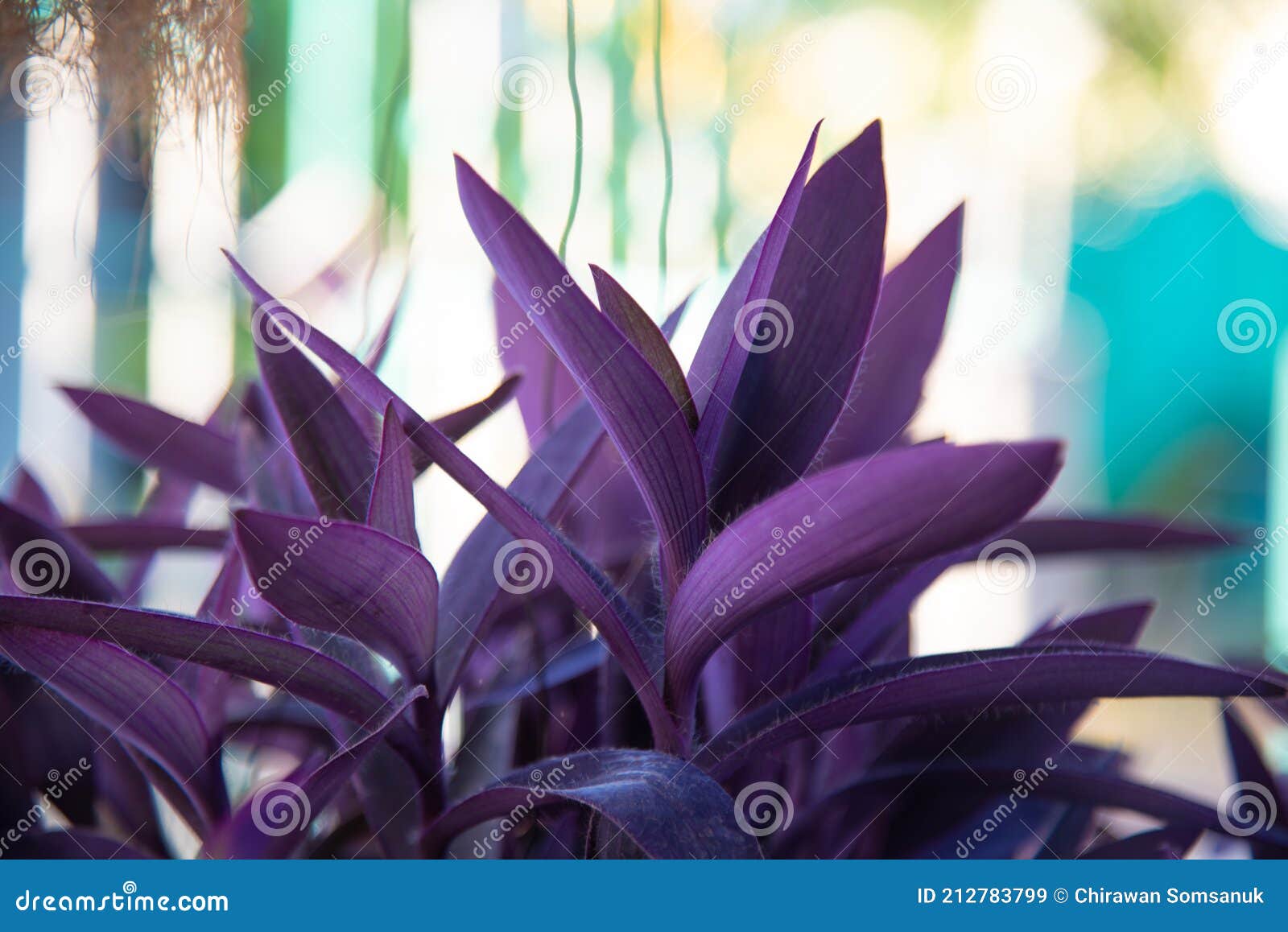 Purple Mosesinthecradle Plants Stock Image Image of beauty, botany