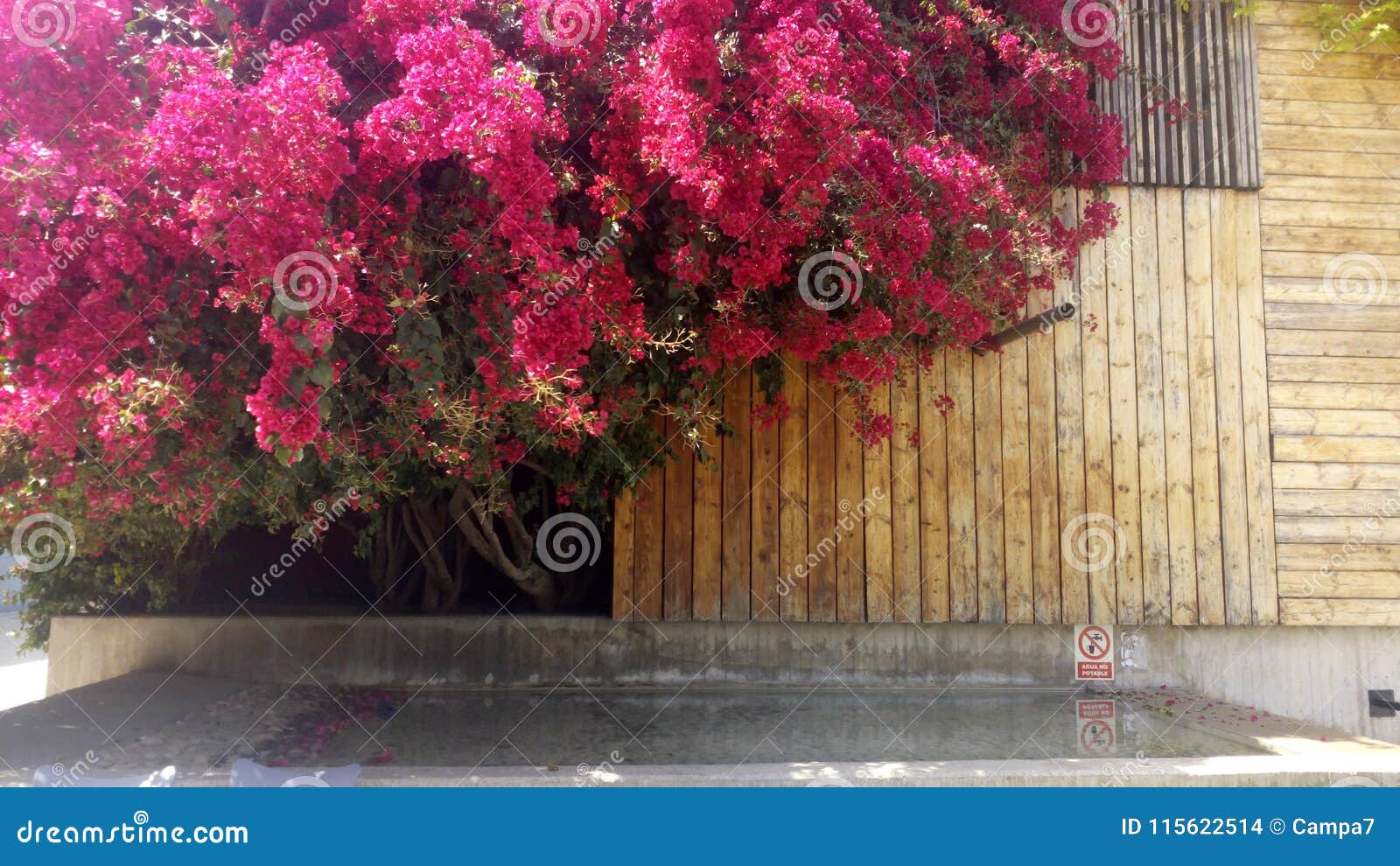 Purple Old Bougainvillea Over the Water Stock Photo - Image of green ...