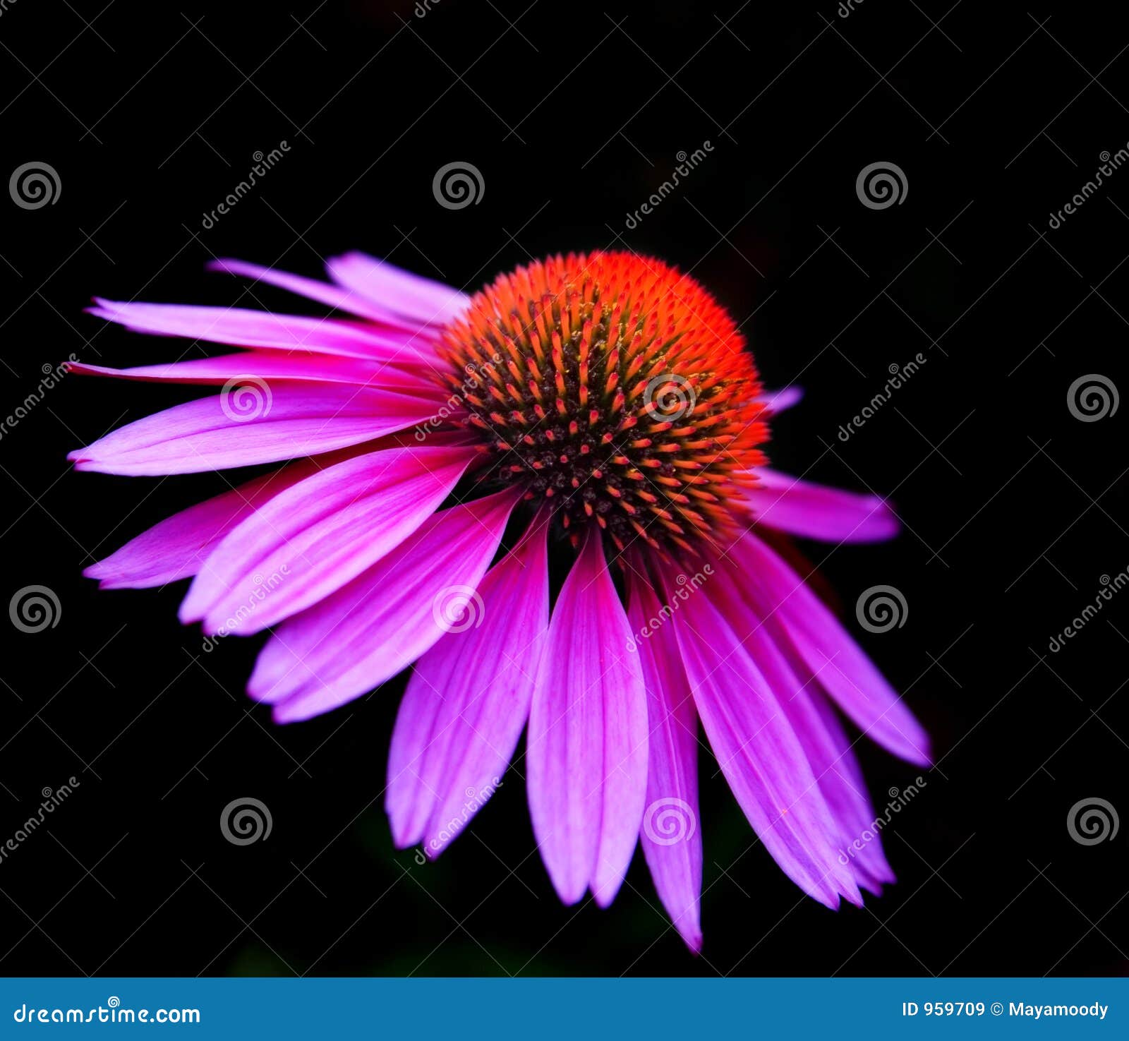 Purple and orange flower stock image. Image of orange, lavender 959709