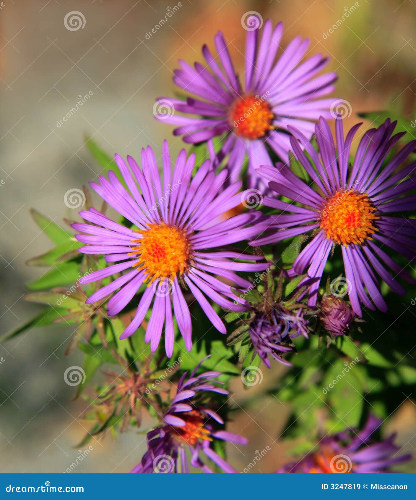 Purple and orange flowers stock image. Image of asterales 3247819