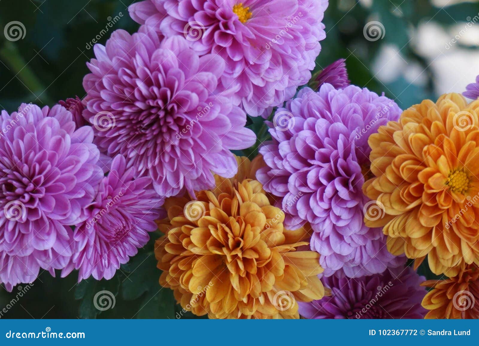 Purple and orange flowers stock photo. Image of autumn 102367772
