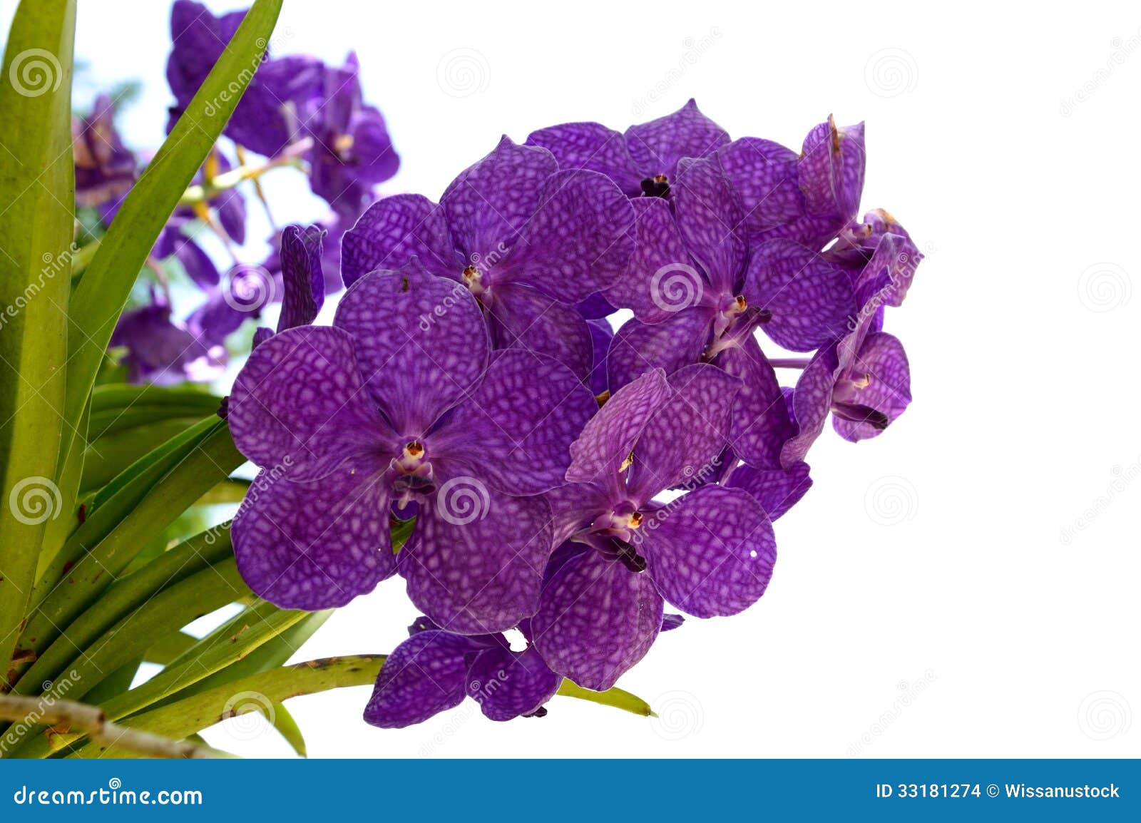 707 Orchid Ascocenda Stock Photos - Free & Royalty-Free Stock Photos from  Dreamstime