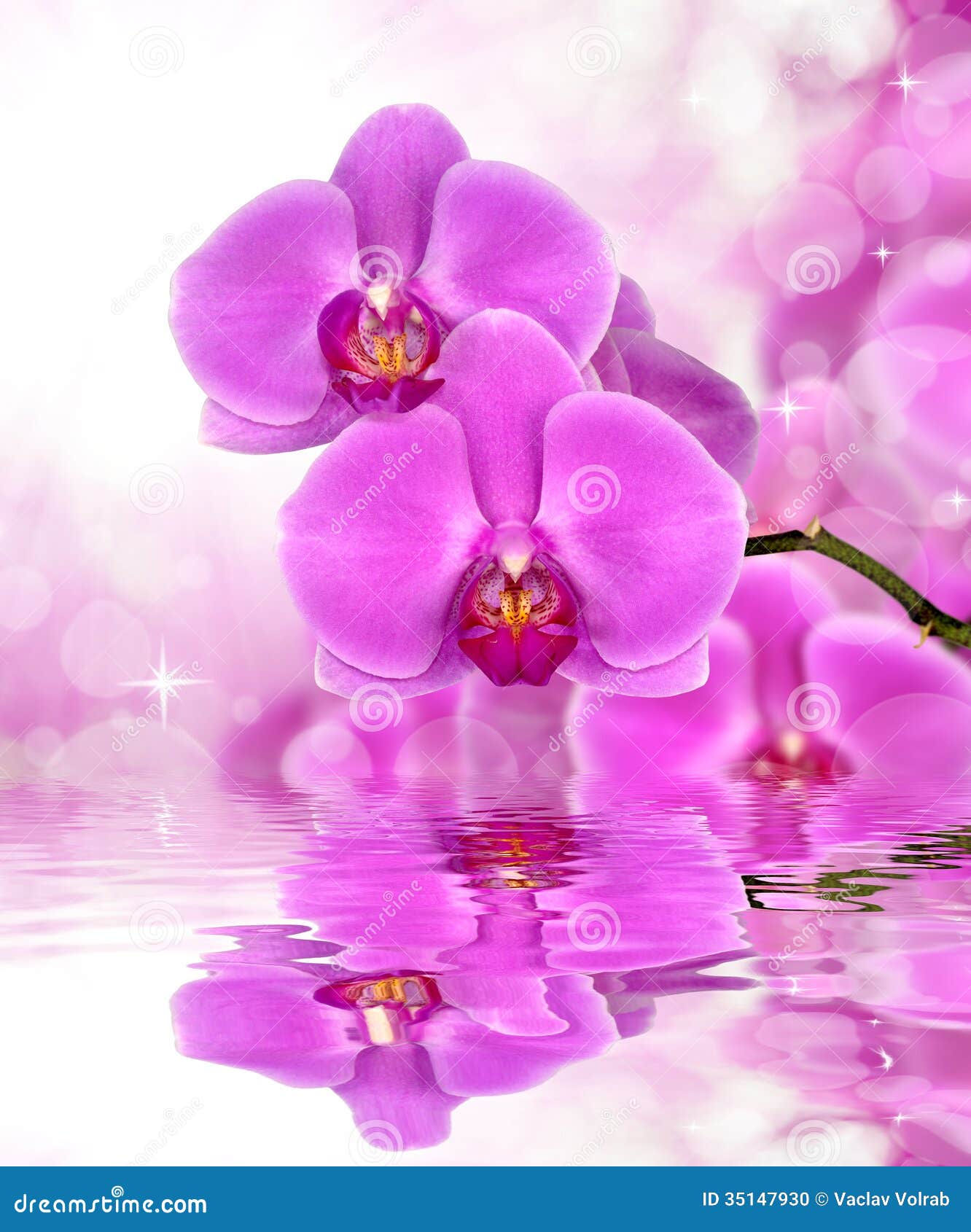 Purple orchid stock photo. Image of decoration, ornate - 35147930