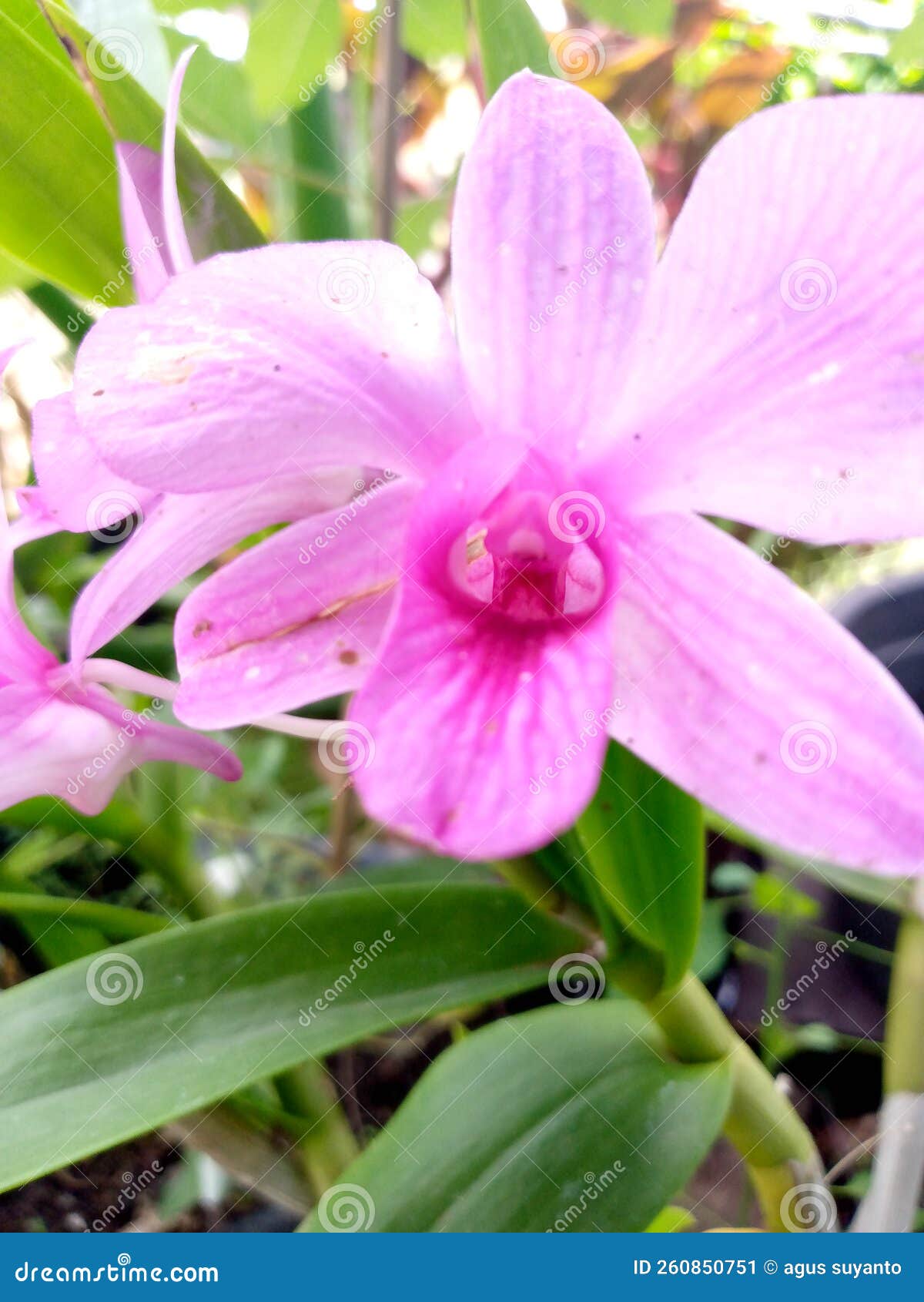 Purple Orchid Flower Decorative Flower Stock Image Image of flower