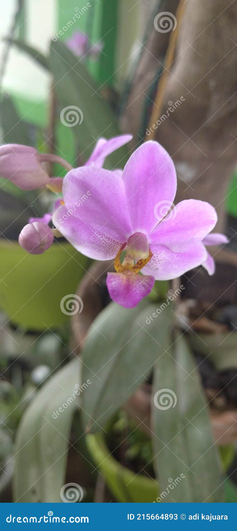 Purple Orchid Flower Orchid Flower Decorative Plants Stock Image ...