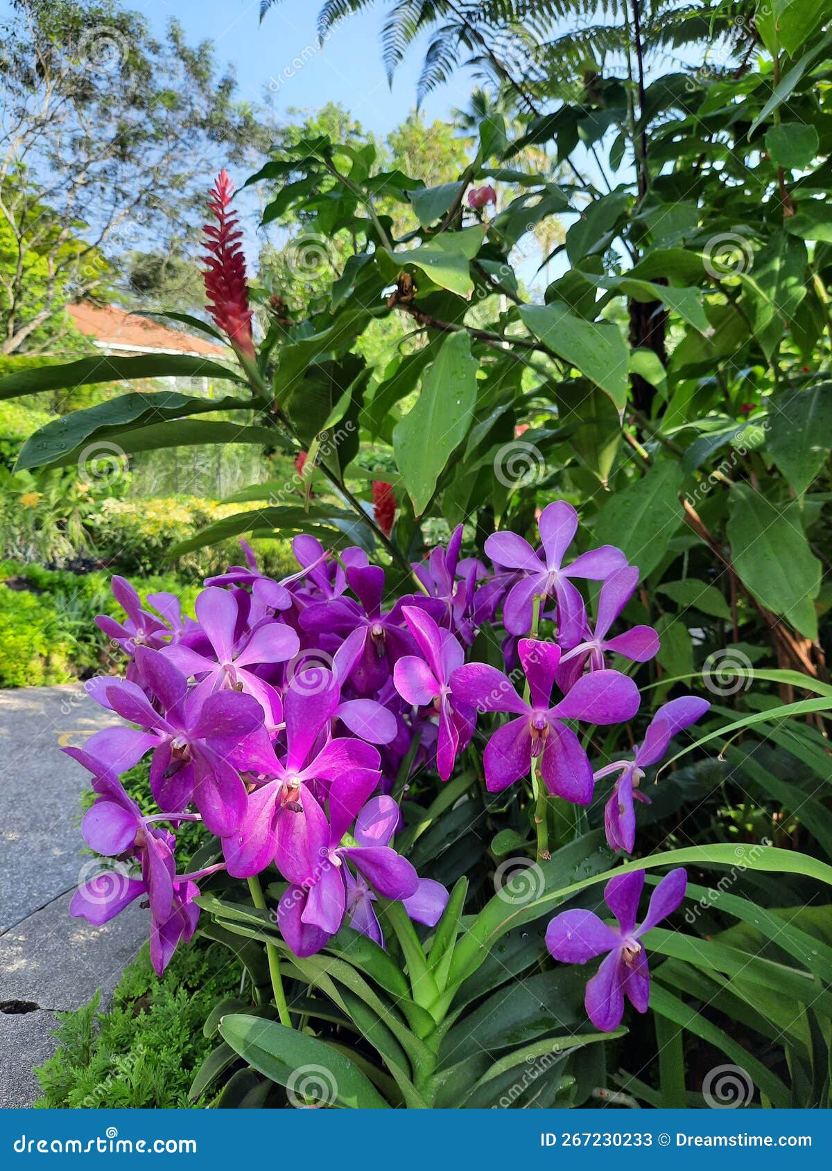 Purple Orchid Flower from Singapore Stock Image Image of blossom