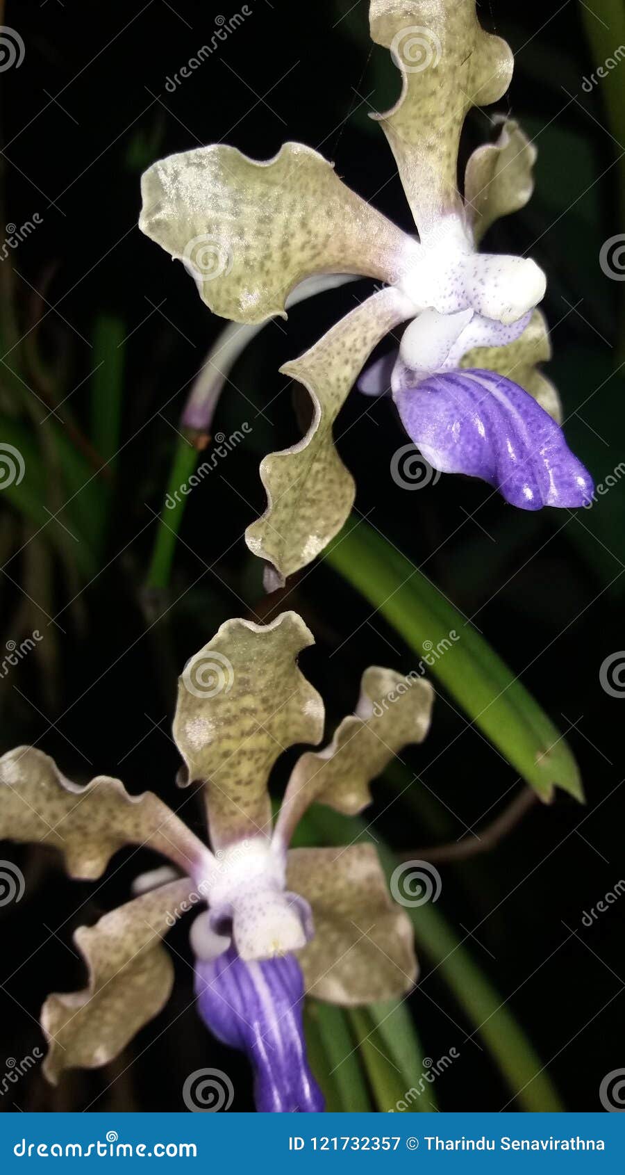 purple orchid in sri lanka ,