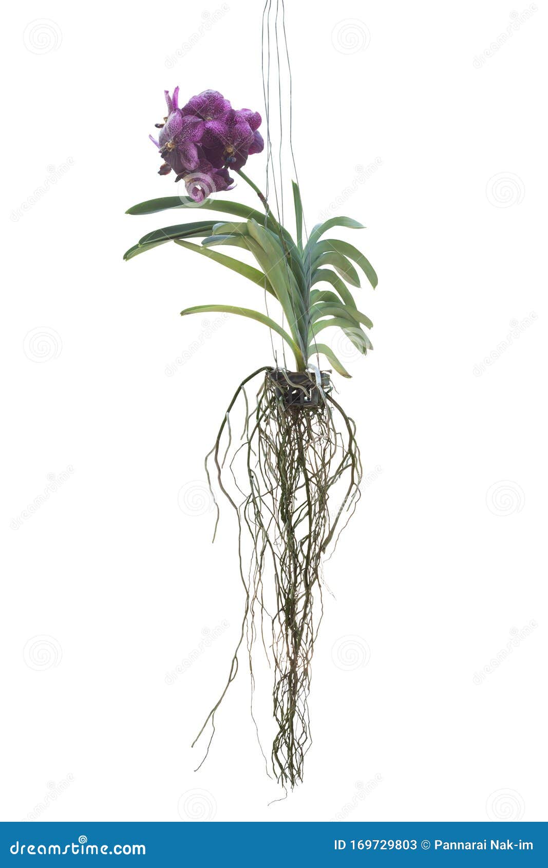 Purple Orchid Vanda Flower Bloom and Hanging in Black Plastic Pot in the  Garden Isolated on White Background. Stock Image - Image of included,  botany: 169729803