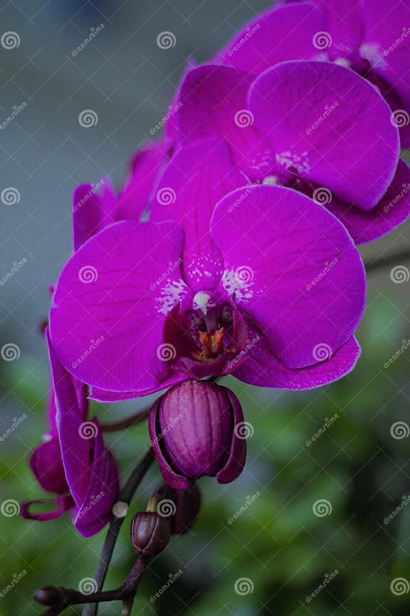 A Purple Orchid with White Spots on the Petals Stock Image Image of