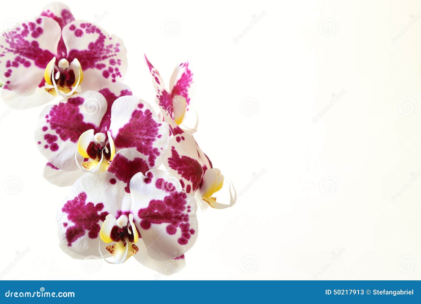 natural purple orchids