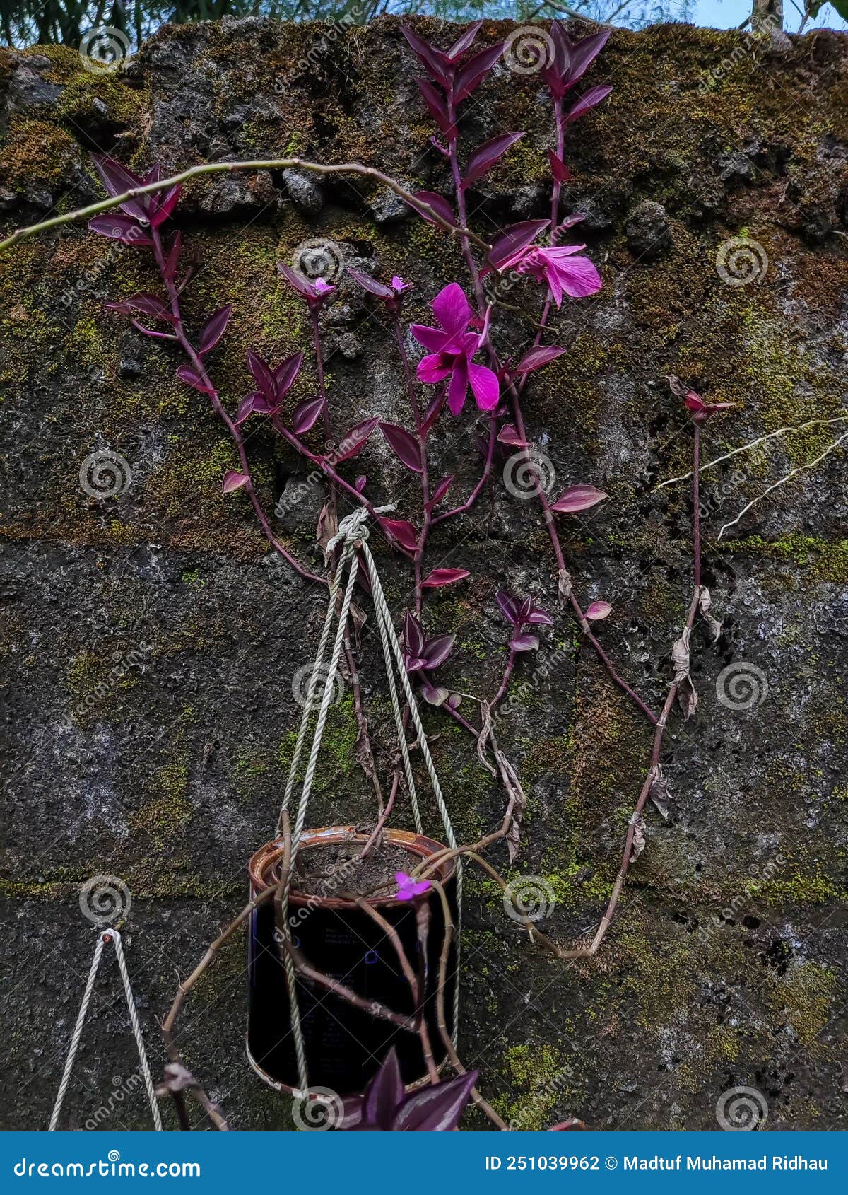 Purple Orchids Growing in a Pot Hanging on a Wall Stock Photo Image