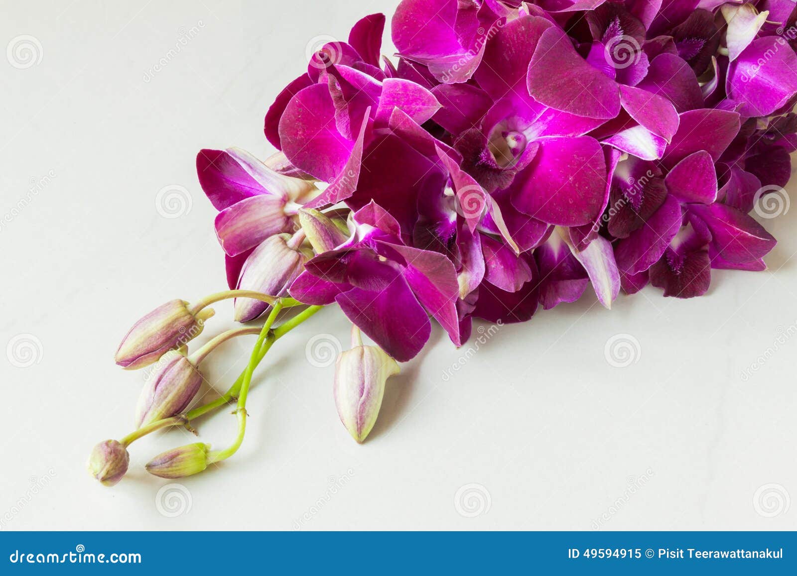 Shaper Purple Stock Photos - Free & Royalty-Free Stock Photos from  Dreamstime