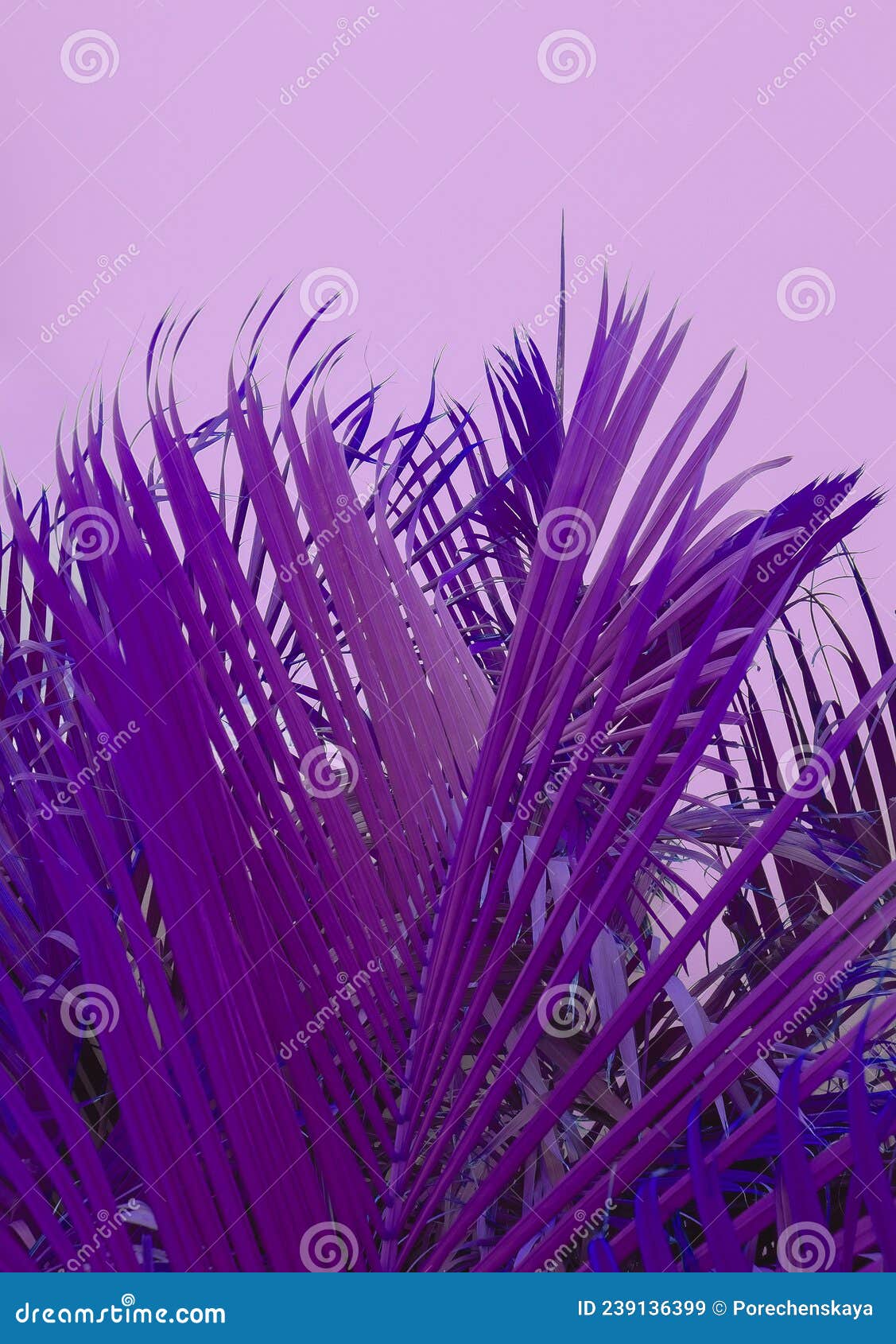 palm tree background purple