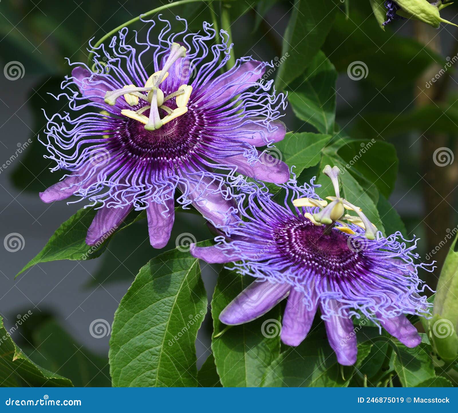 passiflora incarnata blooms