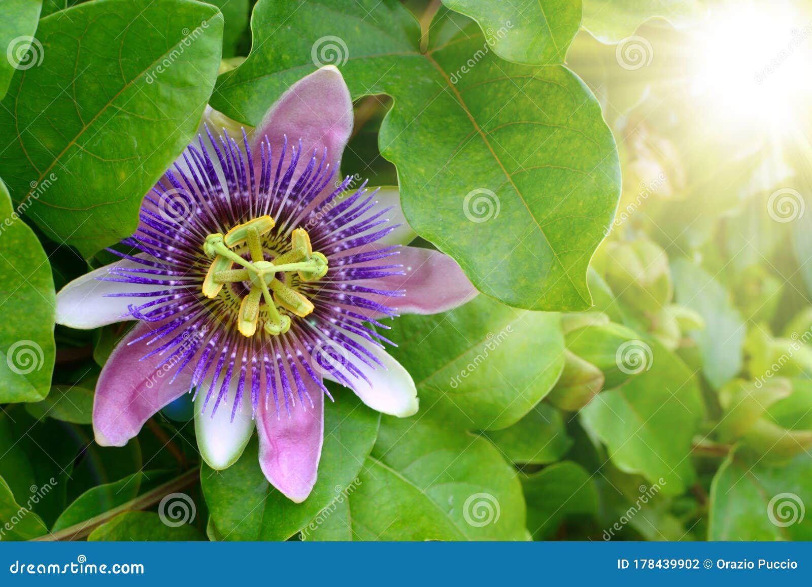 Purple Passion Flower, Passion Flower Stock Photo Image of background