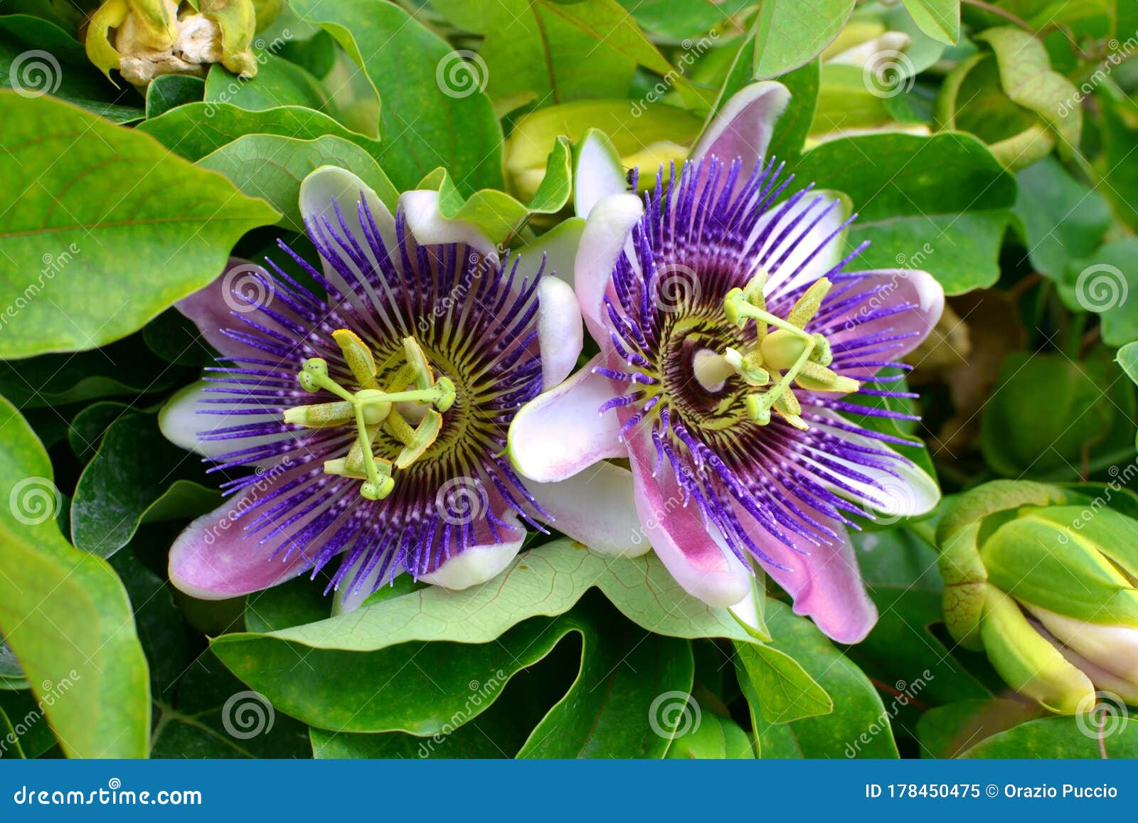 purple passion flower, passion flower
